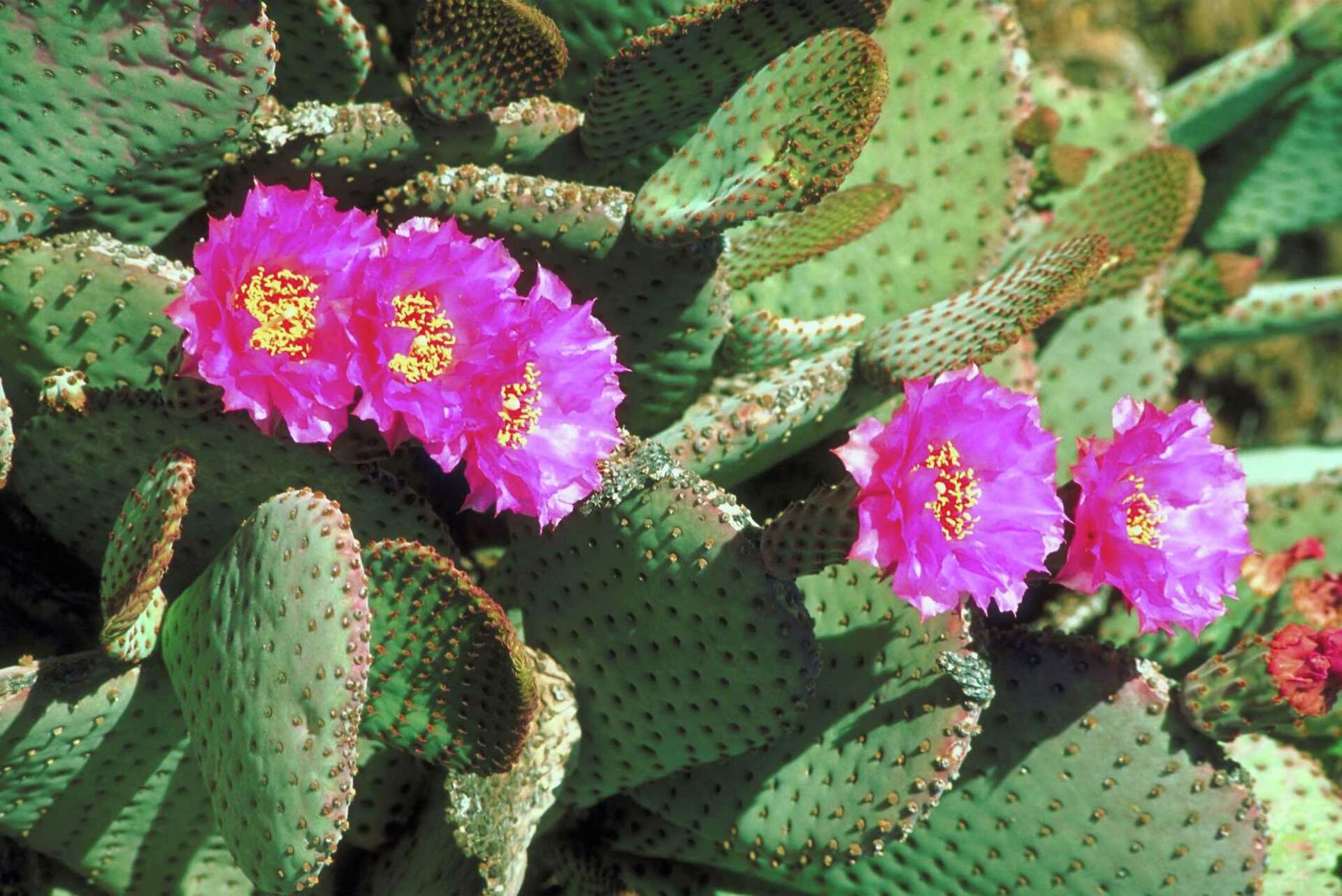 How to Pollinate Cactus