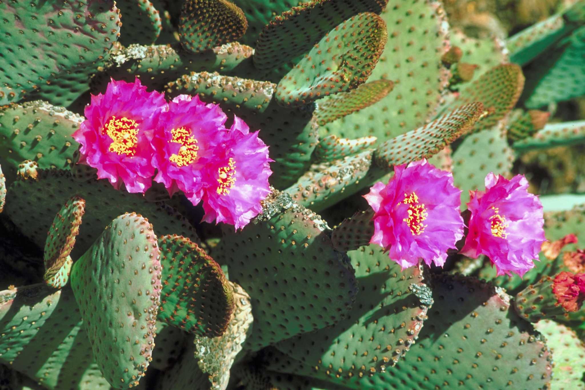 How to Pollinate Cactus