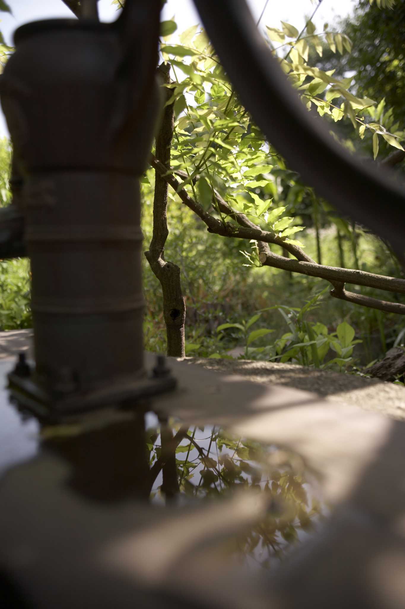 What Can You Put on Azaleas to Help Make Them Bloom?