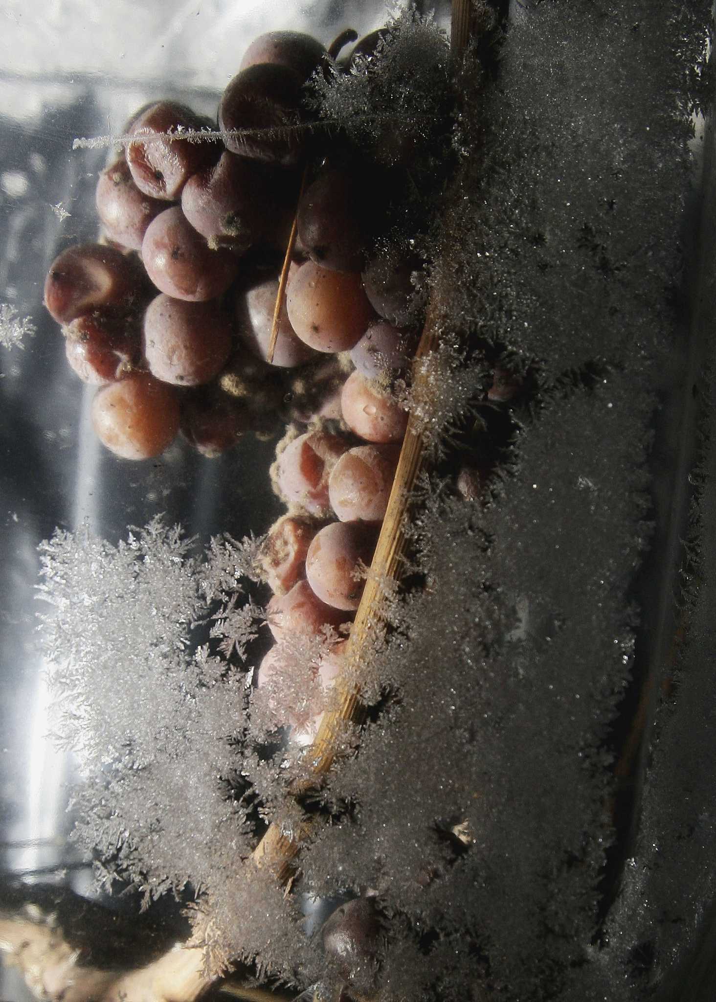 Use frozen grapes to keep wine chilled instead of ice so it doesn't get  watered down. Plus, they are delicious to eat right out of the glass! :  r/lifehacks