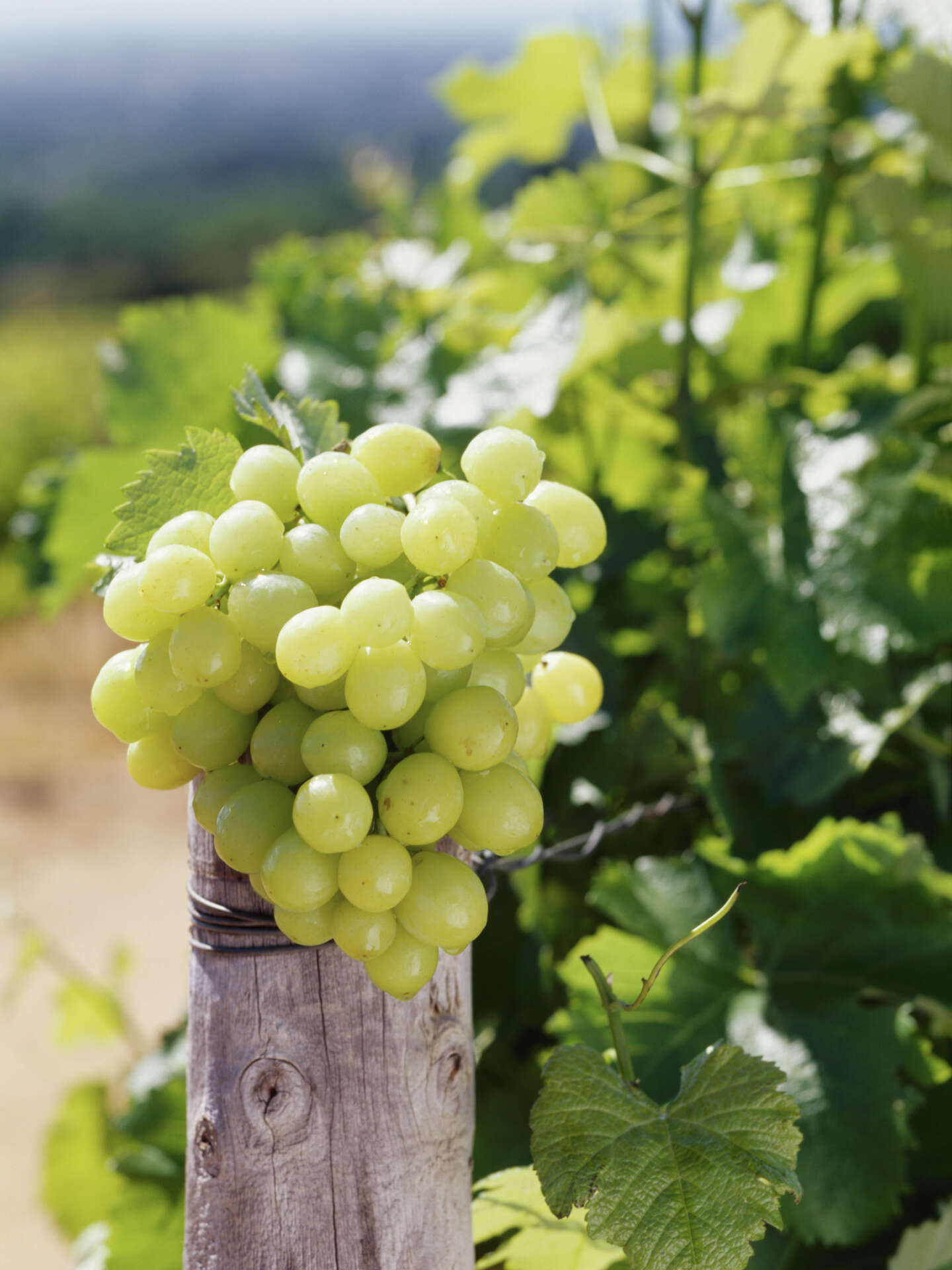 Grapes That Ripen Early