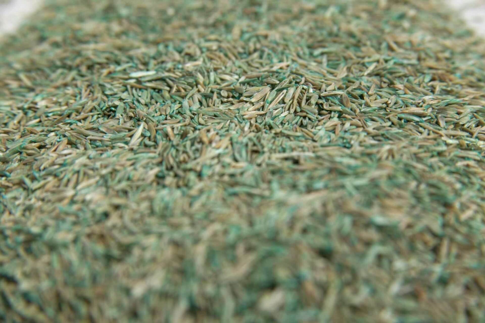 Can You Put Down Grass Seed After Treating With Trimec?