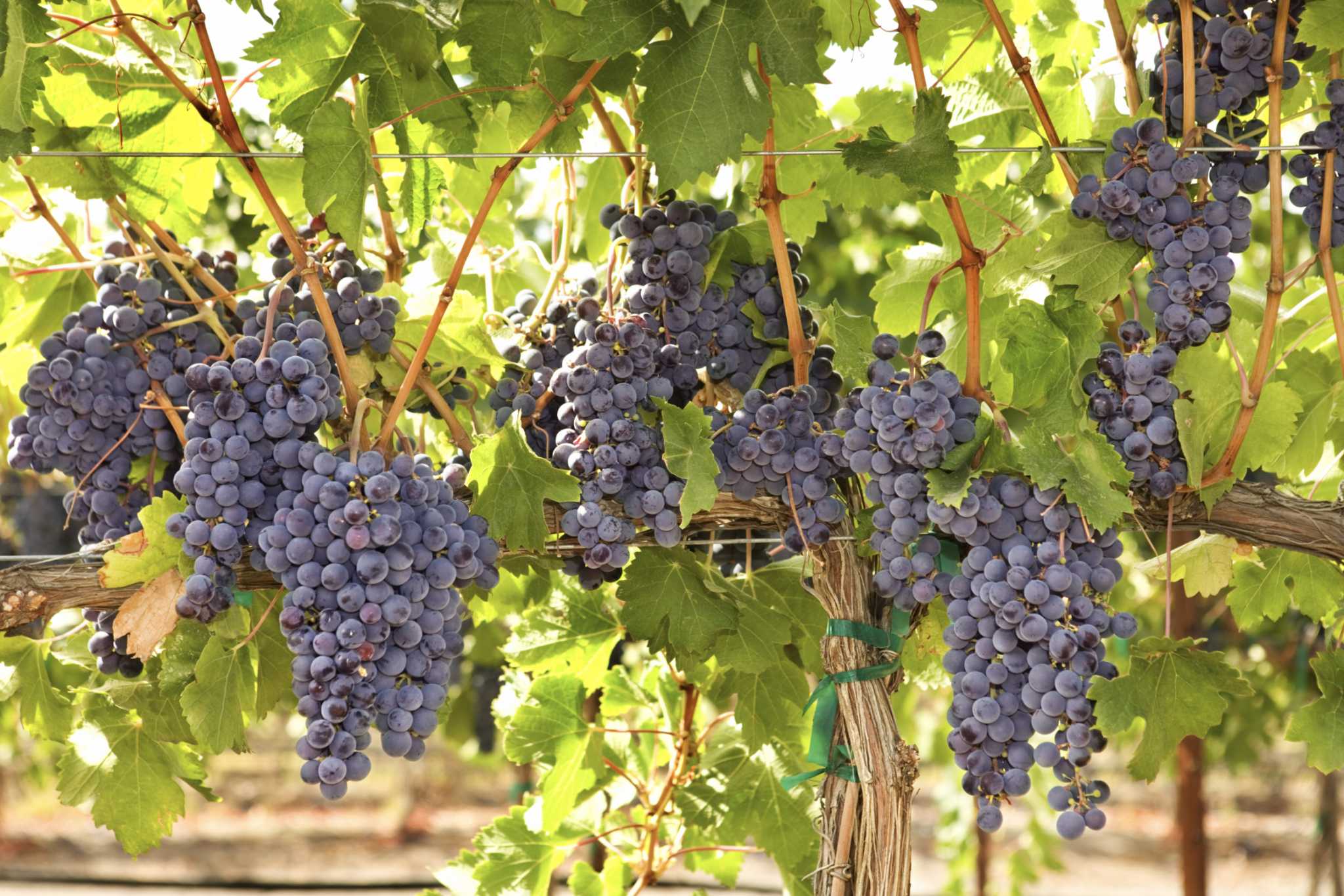 Why Do Grapevine Leaves Have Holes in Them?