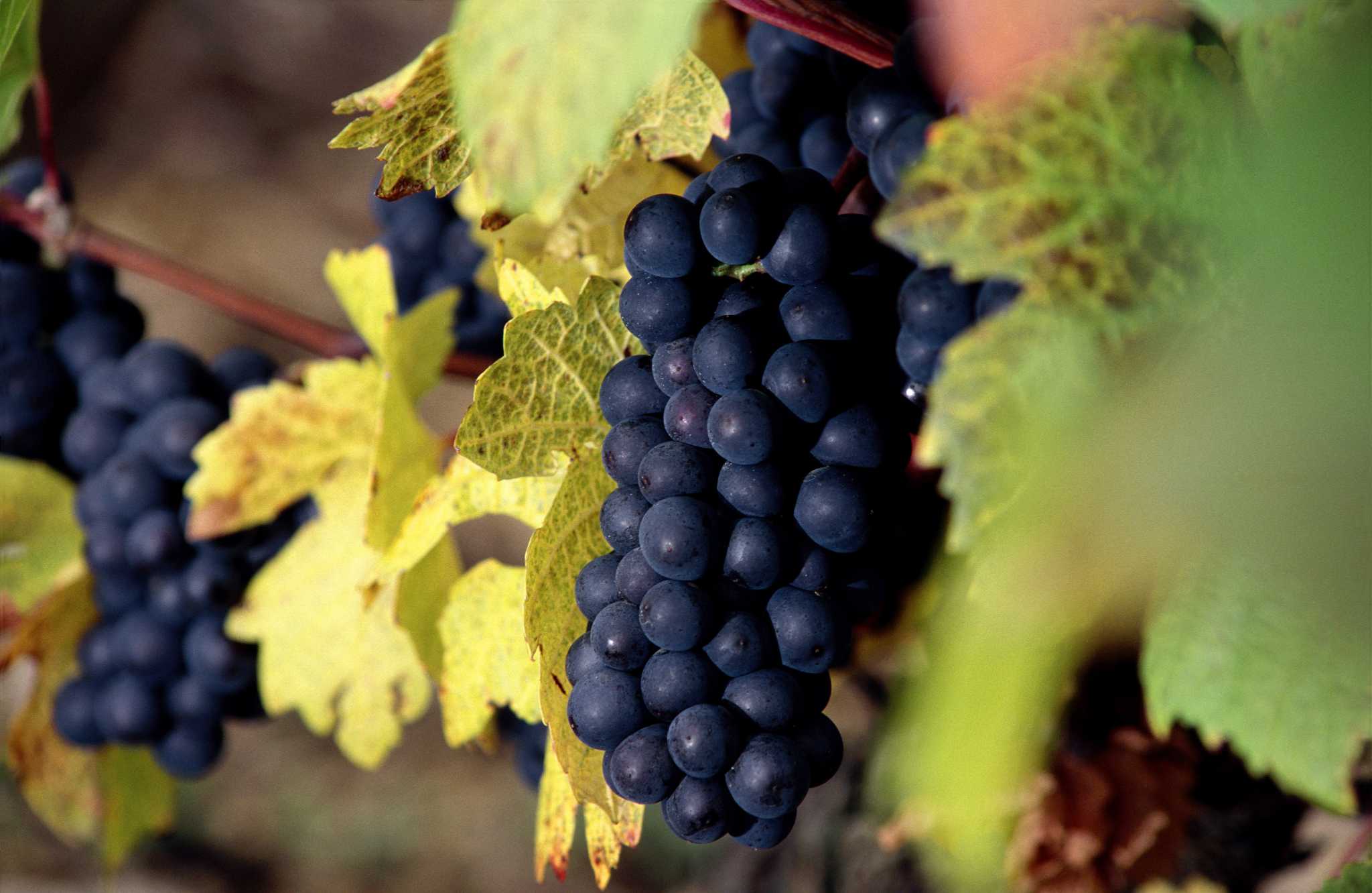 GRAPEVINE/in a lifetime presents anothe… What Is the Vine That Resembles a Grapevine?