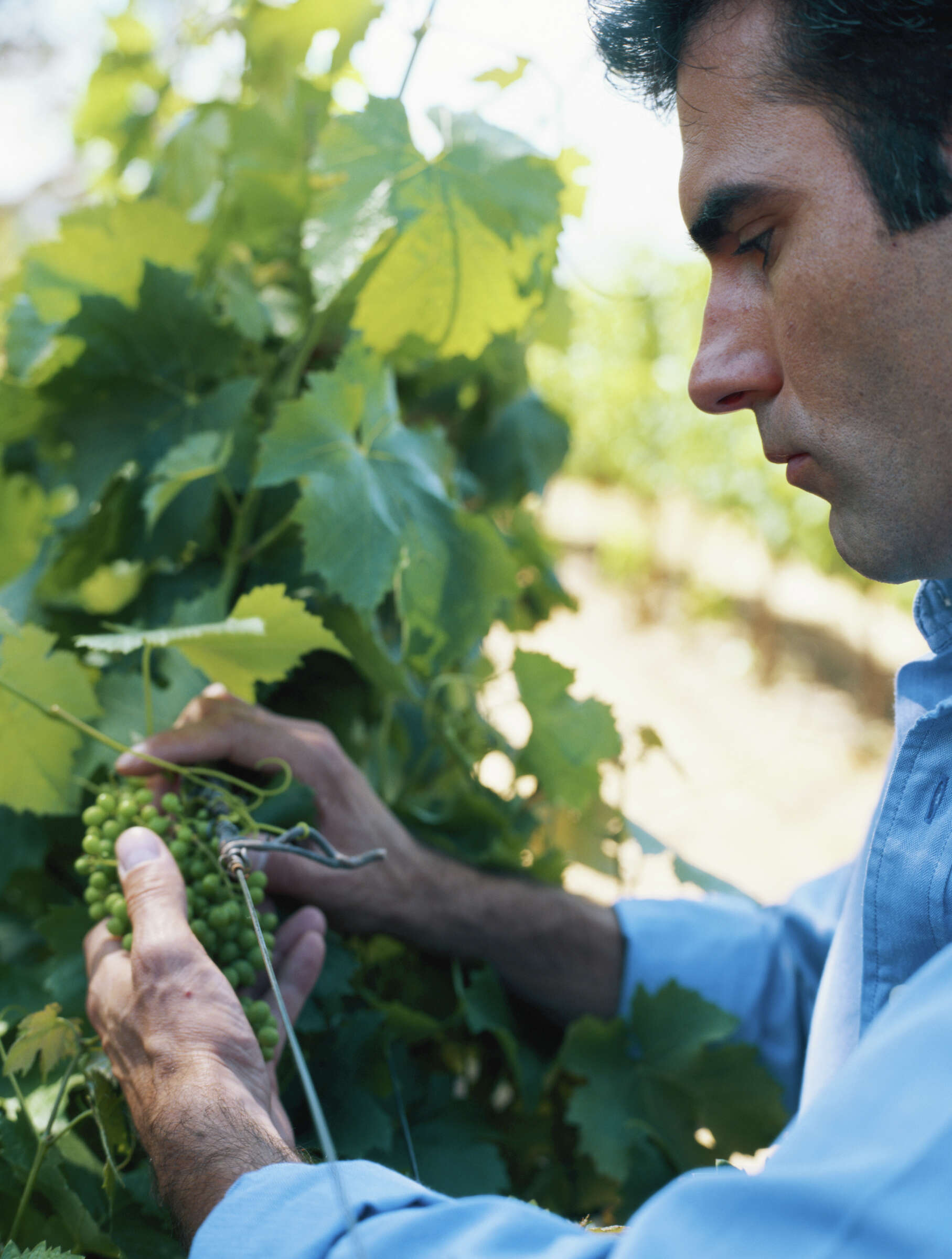 Why Is My Grape Vine Turning Brown?