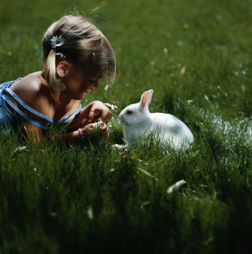 Can You Put Rabbit Manure on Strawberry Plants?