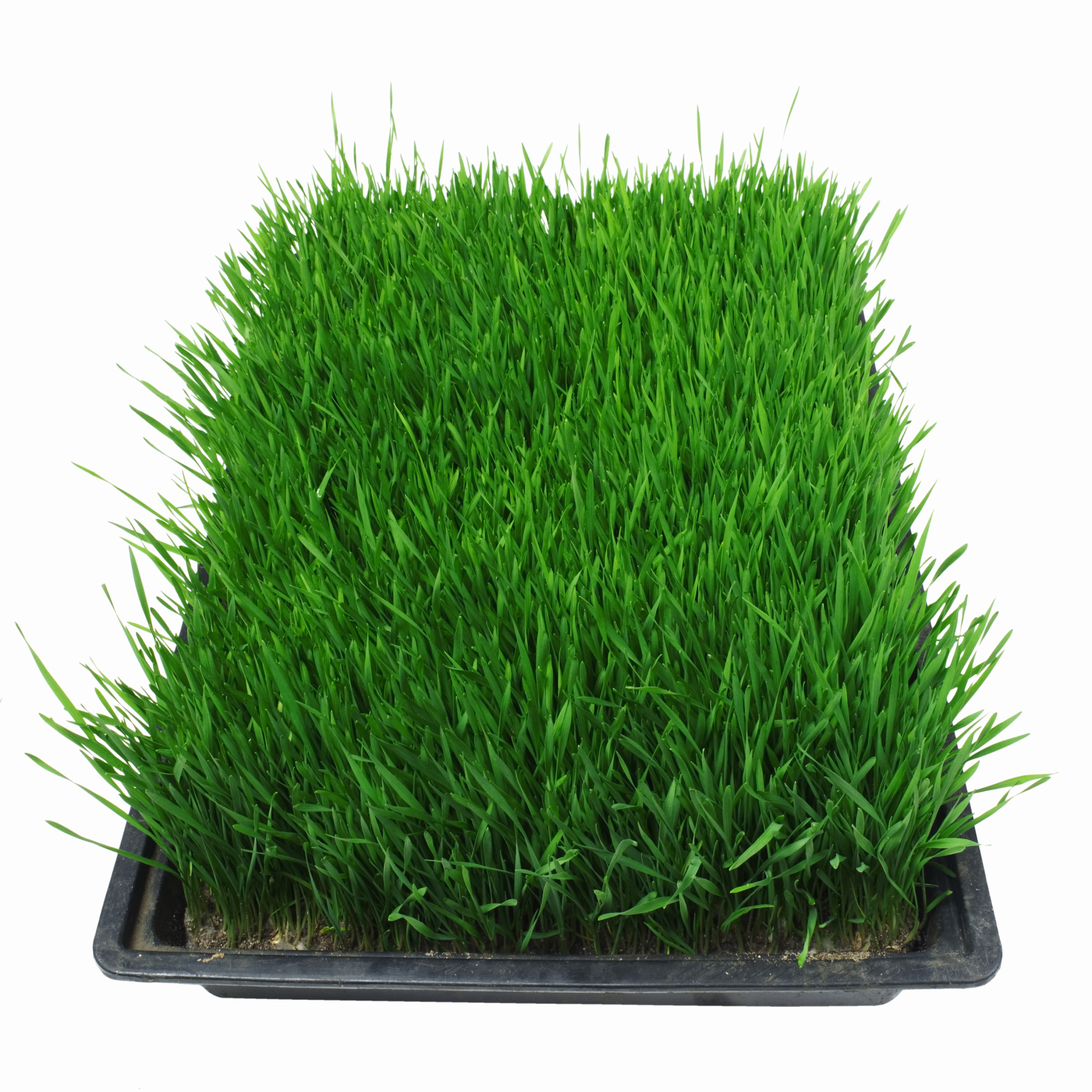 Temperatures for Grass Seed Germination