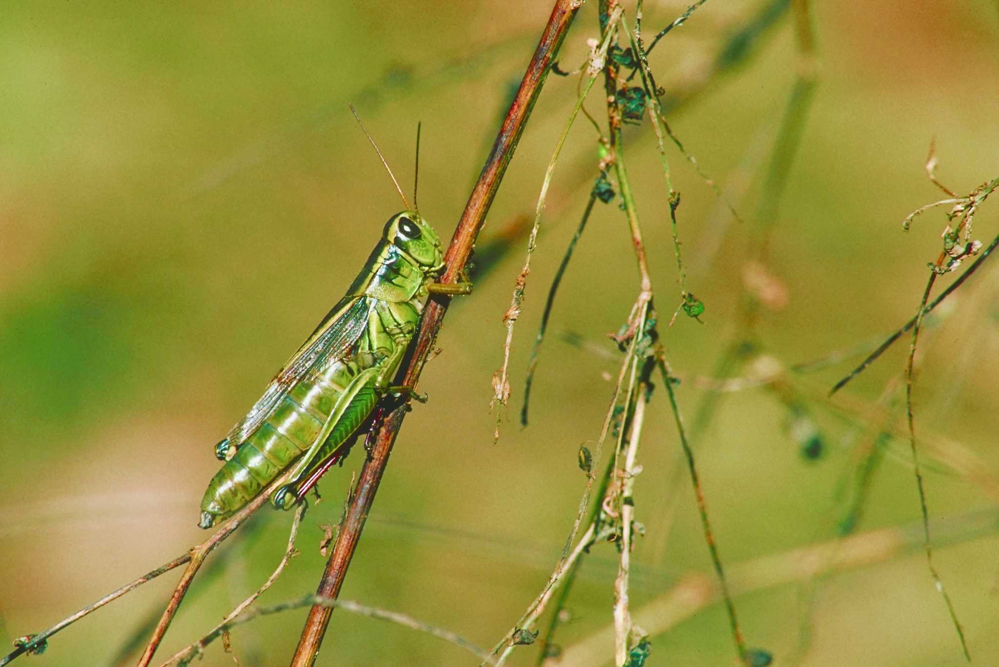 are-grasshoppers-bad-for-fruit-trees