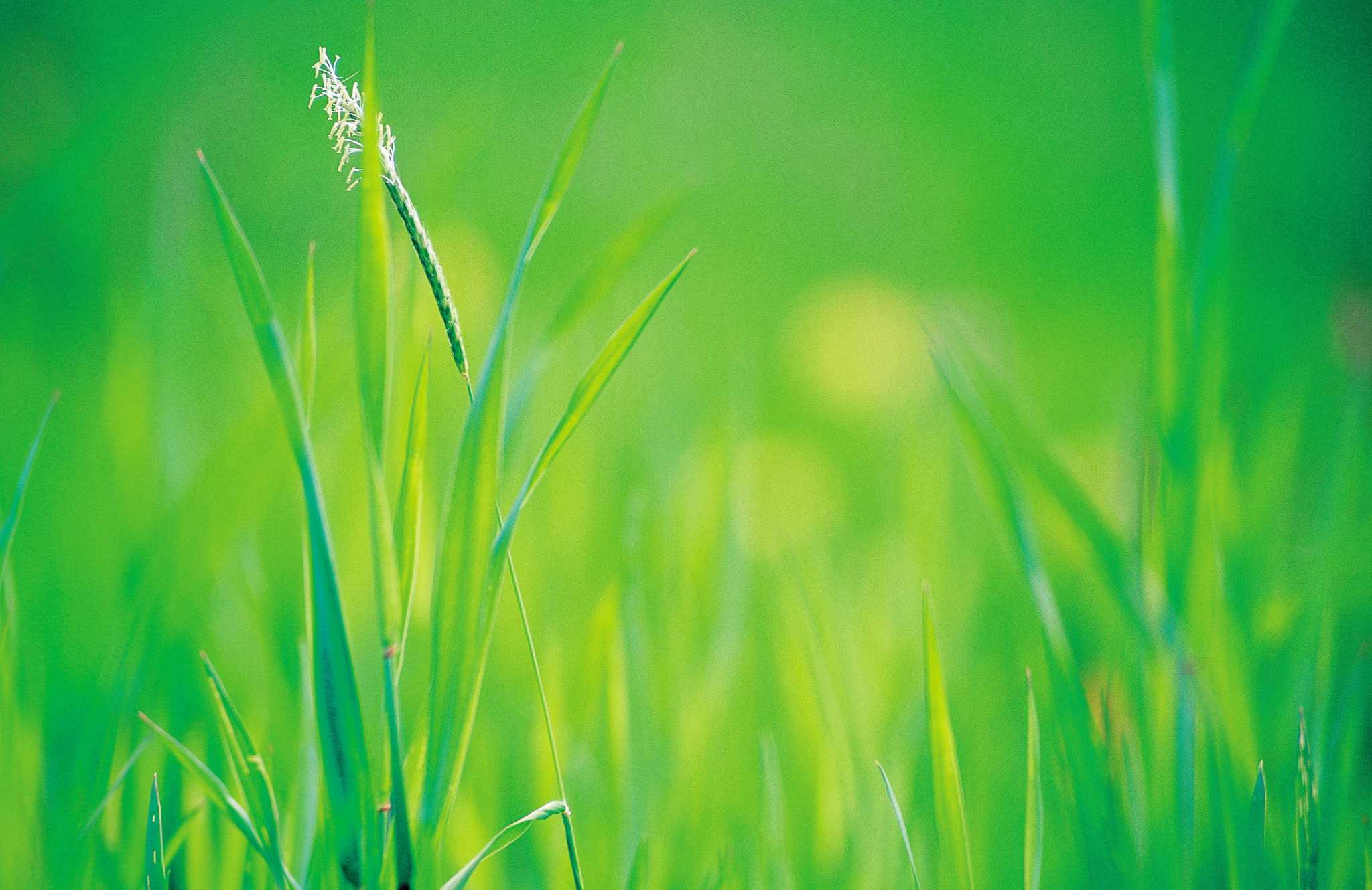 what-does-grass-need-to-survive