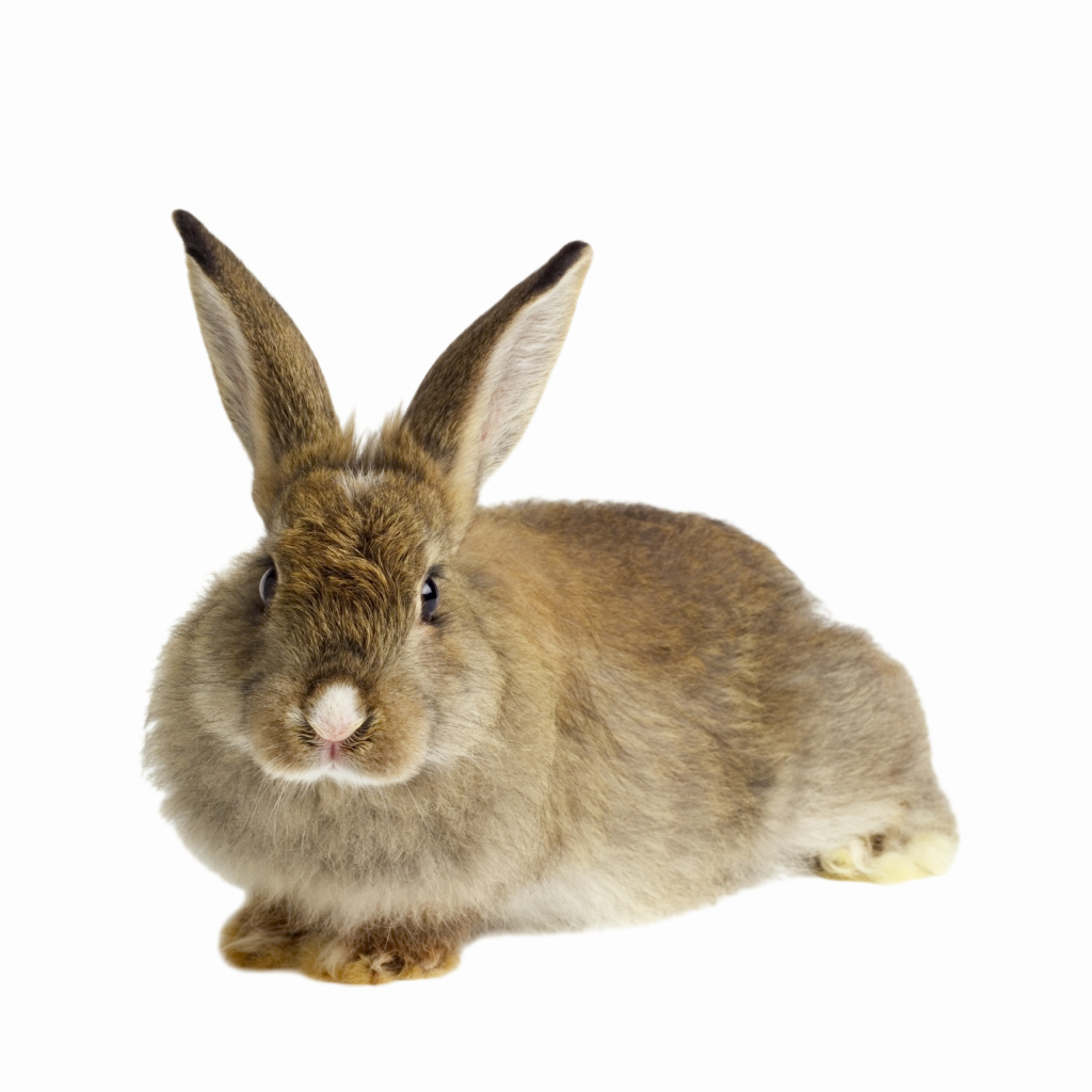 Can Rabbits Eat Saint Augustine Grass?