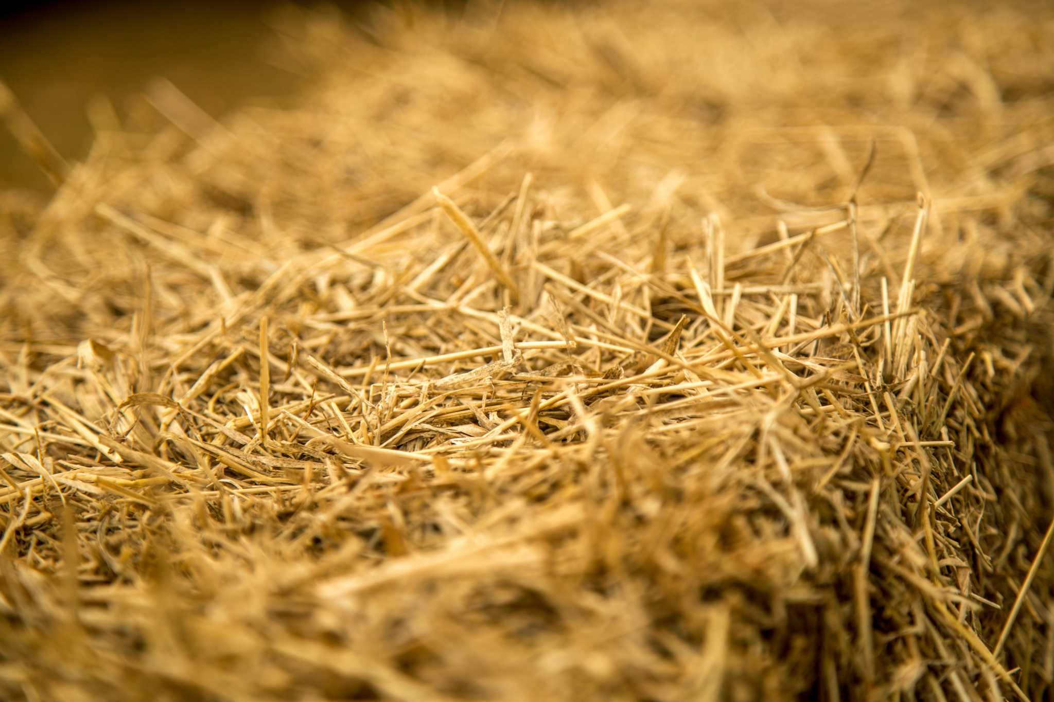 Anyone use straw on their lawns?