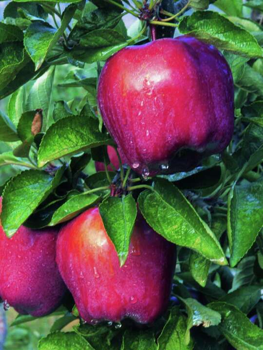 Can a Red Fuji Pollinate a Red Delicious Apple Tree?