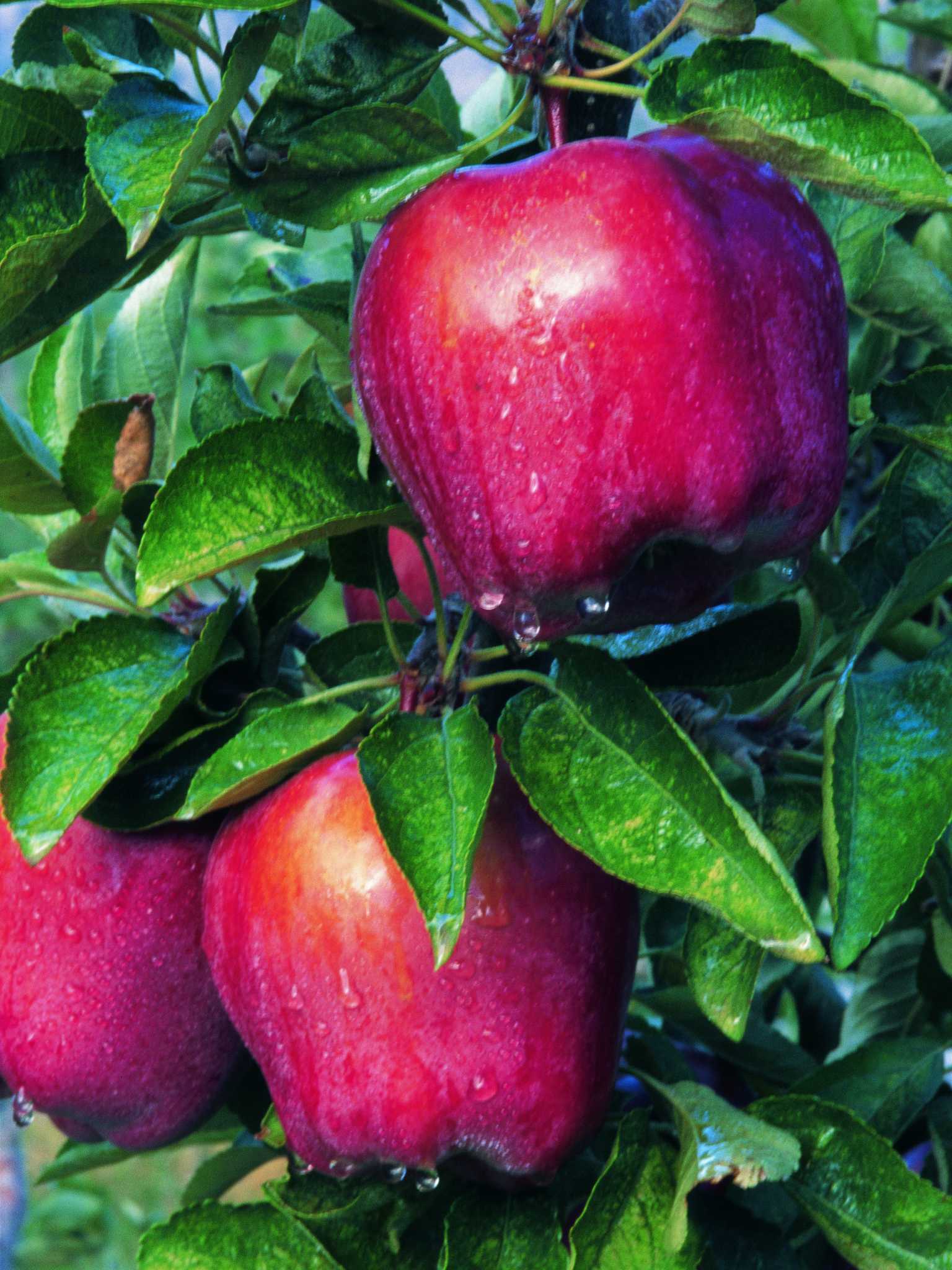 Can a Red Fuji Pollinate a Red Delicious Apple Tree?