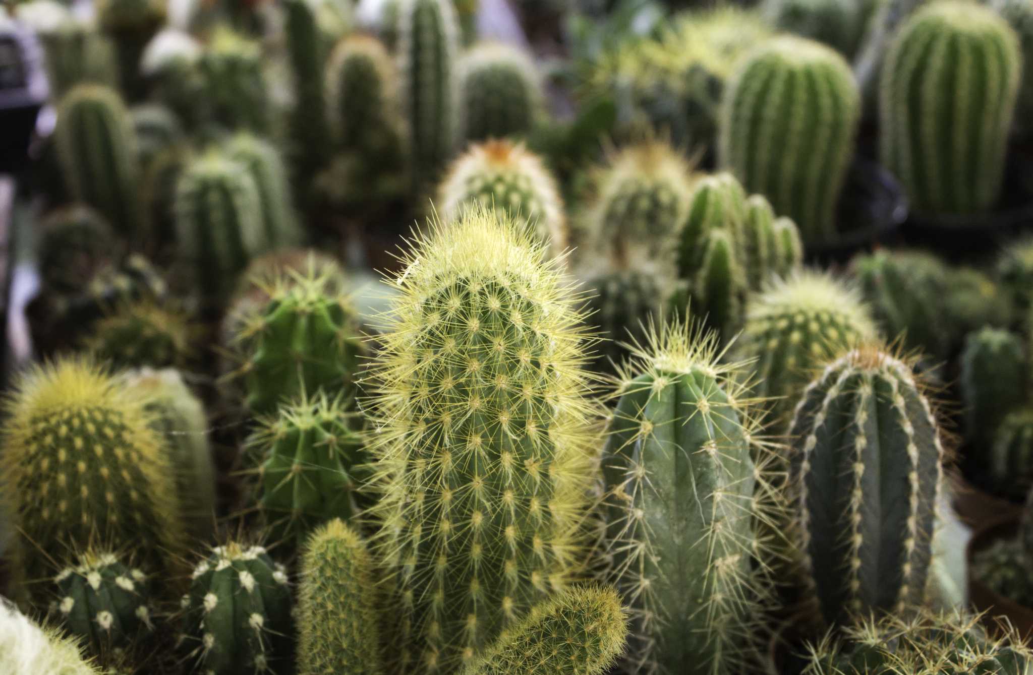 Can You Regrow a Cactus From Its Arm?