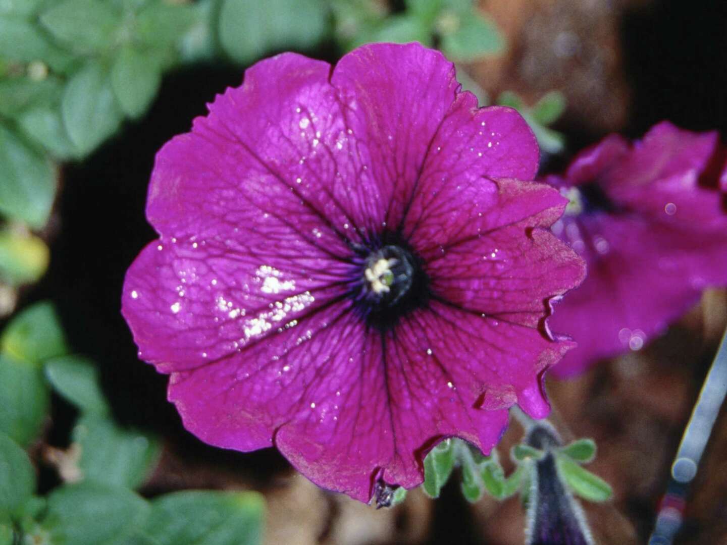What Causes Holes in Petunia Blossoms?