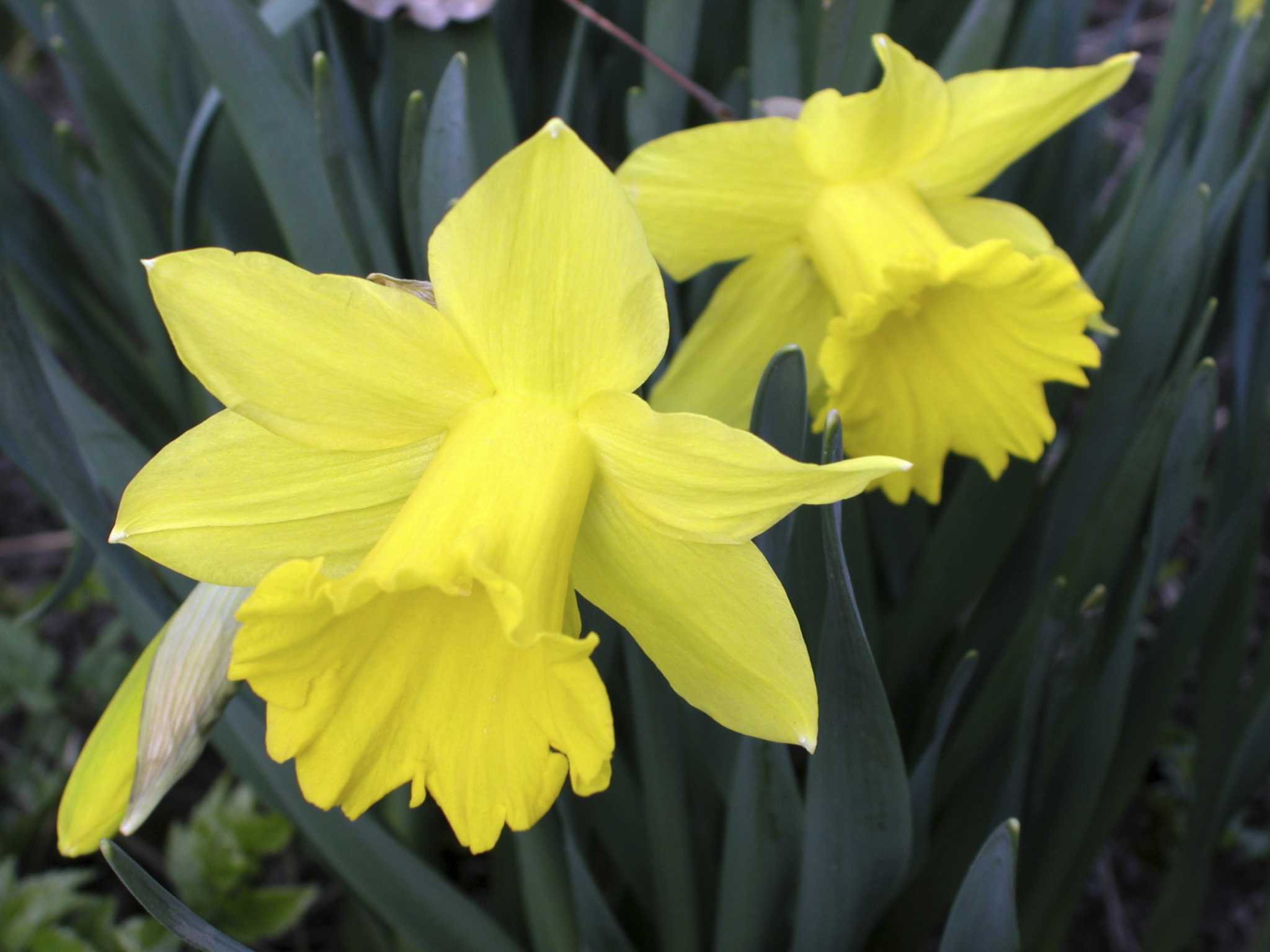 When Can I Remove Daffodil Bulbs From The Ground?