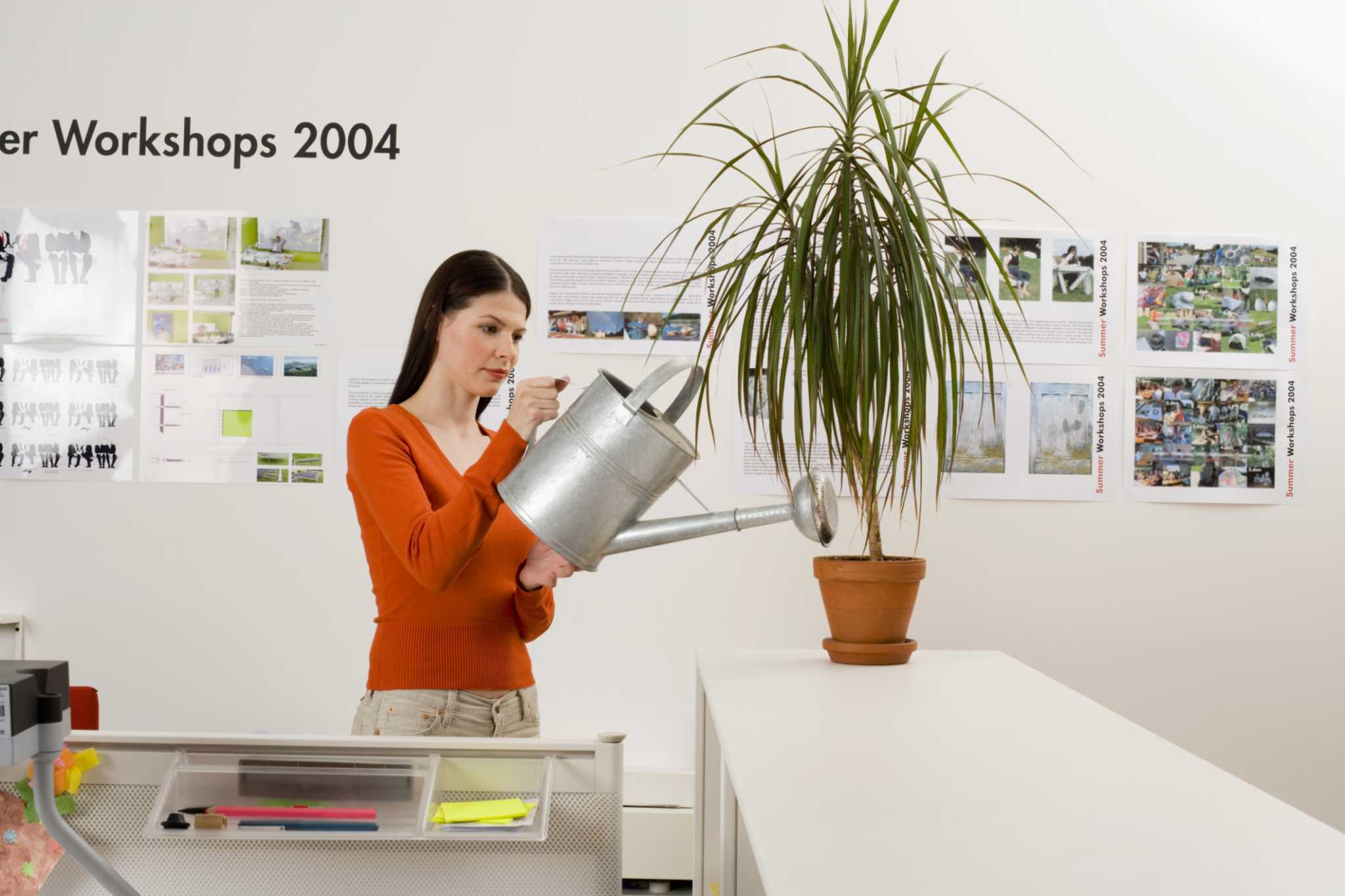 Can I Replant A Cut Dracaena 
