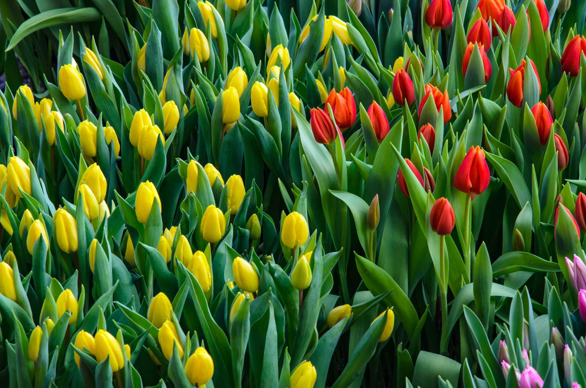 Can Tulip Bulbs Be Planted in Late Winter or Early Spring?