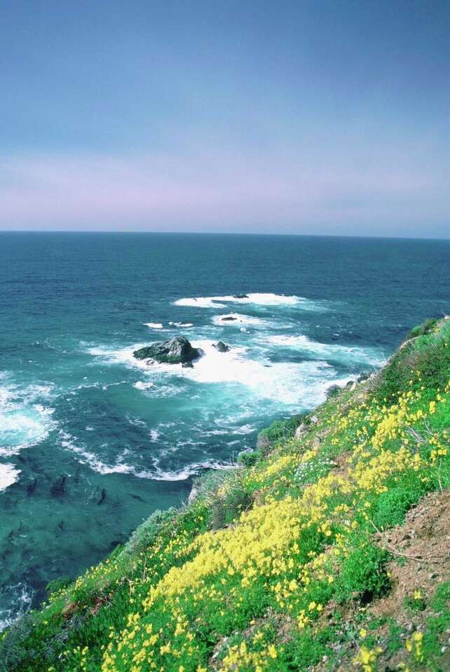 Groundcover Plants for Steep Banks