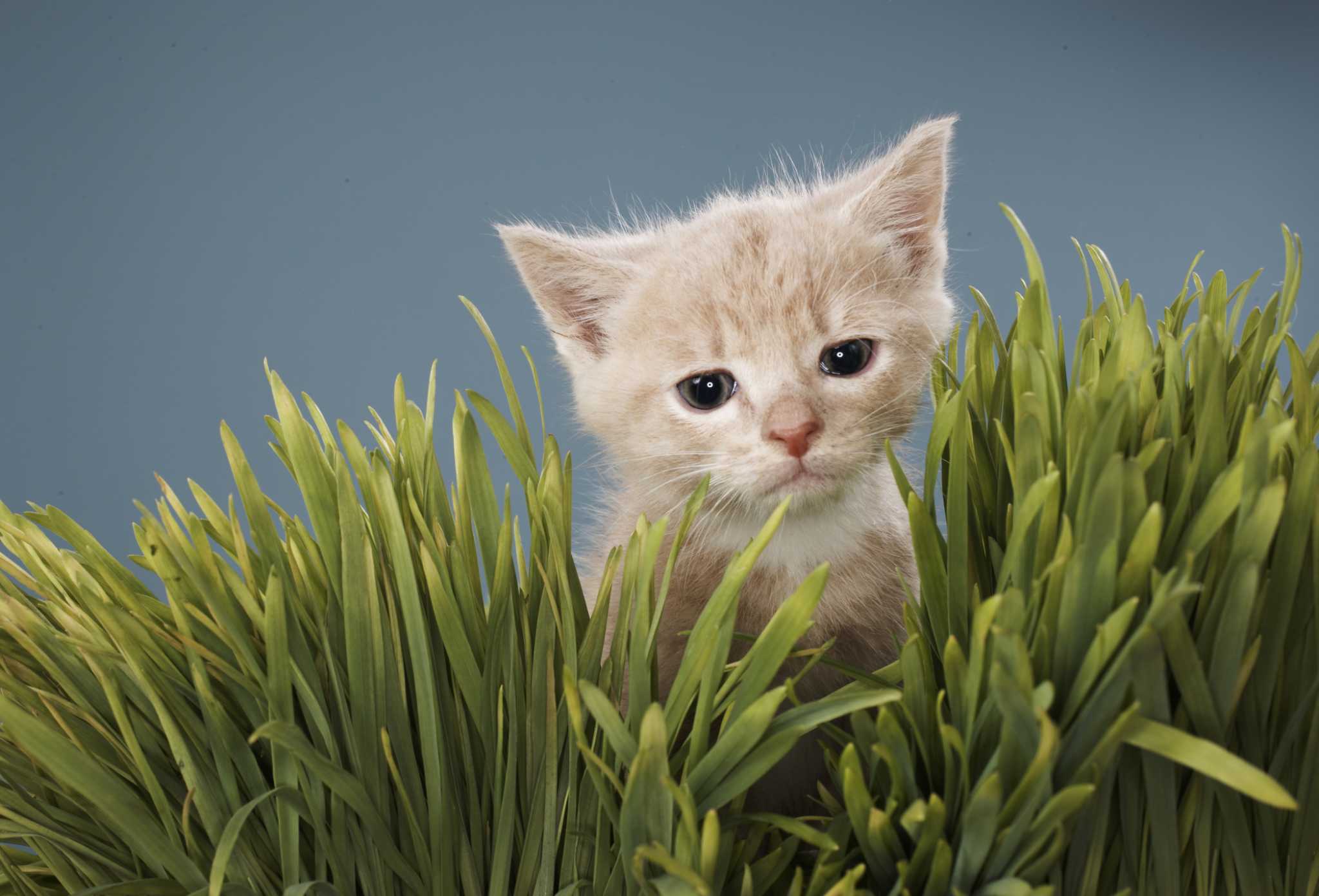 Orange oil top spray for cats
