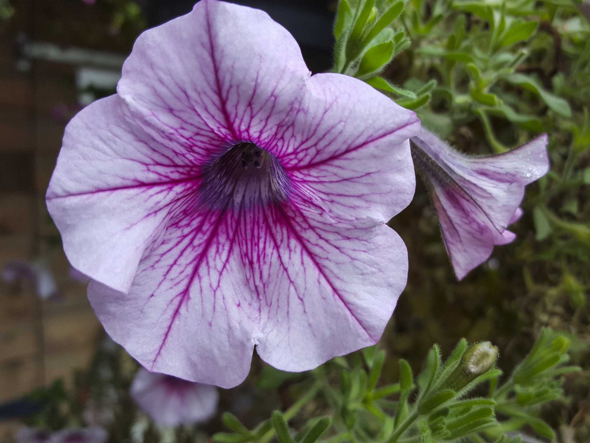 What Can I Spray on Petunias so Bugs Do Not Eat Them?