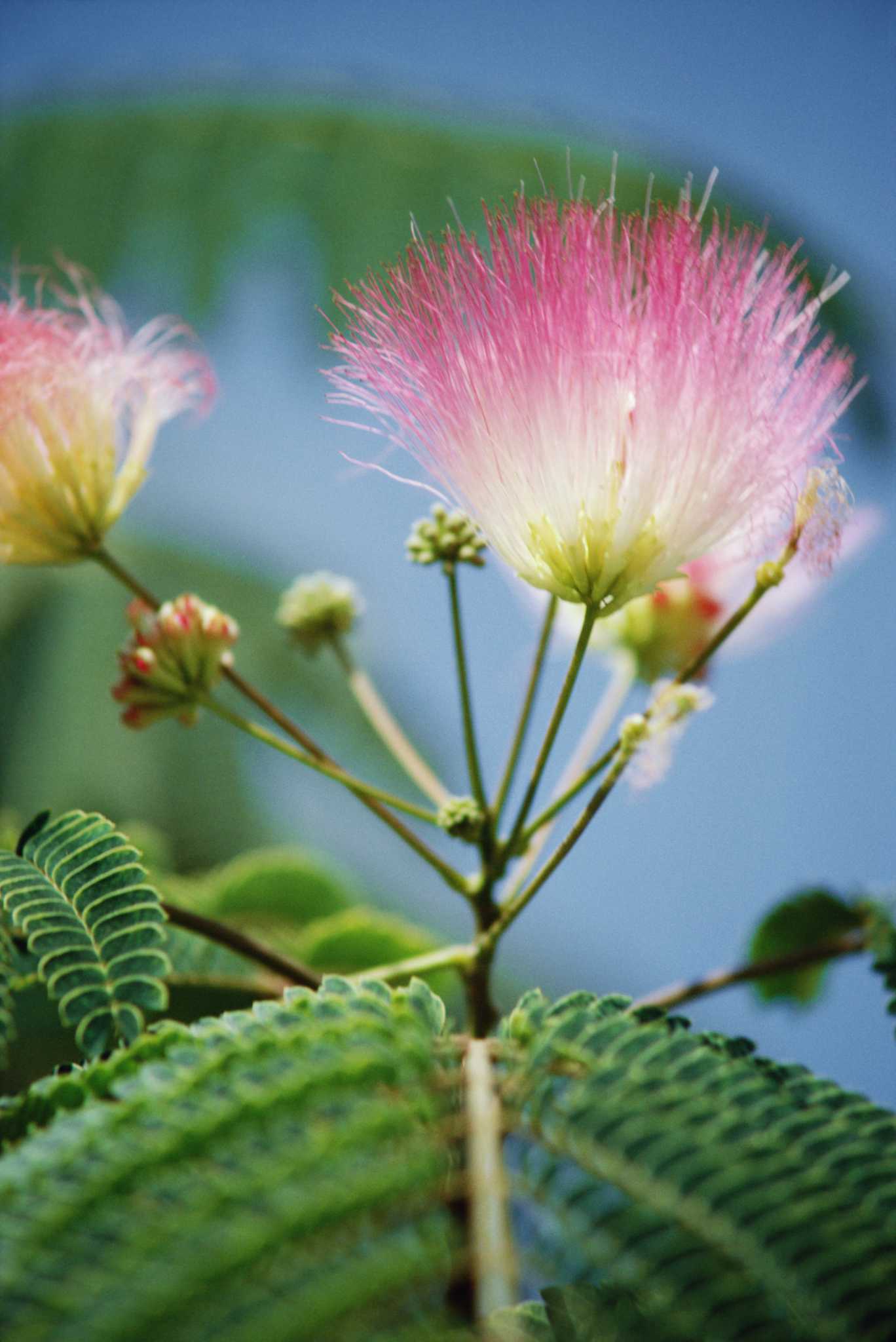 Mimosa Trees Care & Cultivation