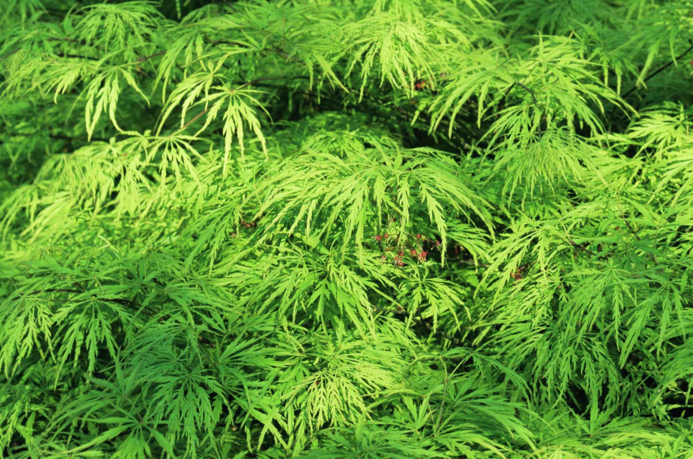 Can You Spray RoundUp Around a Weeping Japanese Maple?