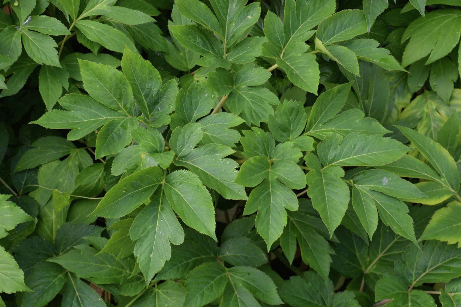 How to Grow Ashitaba