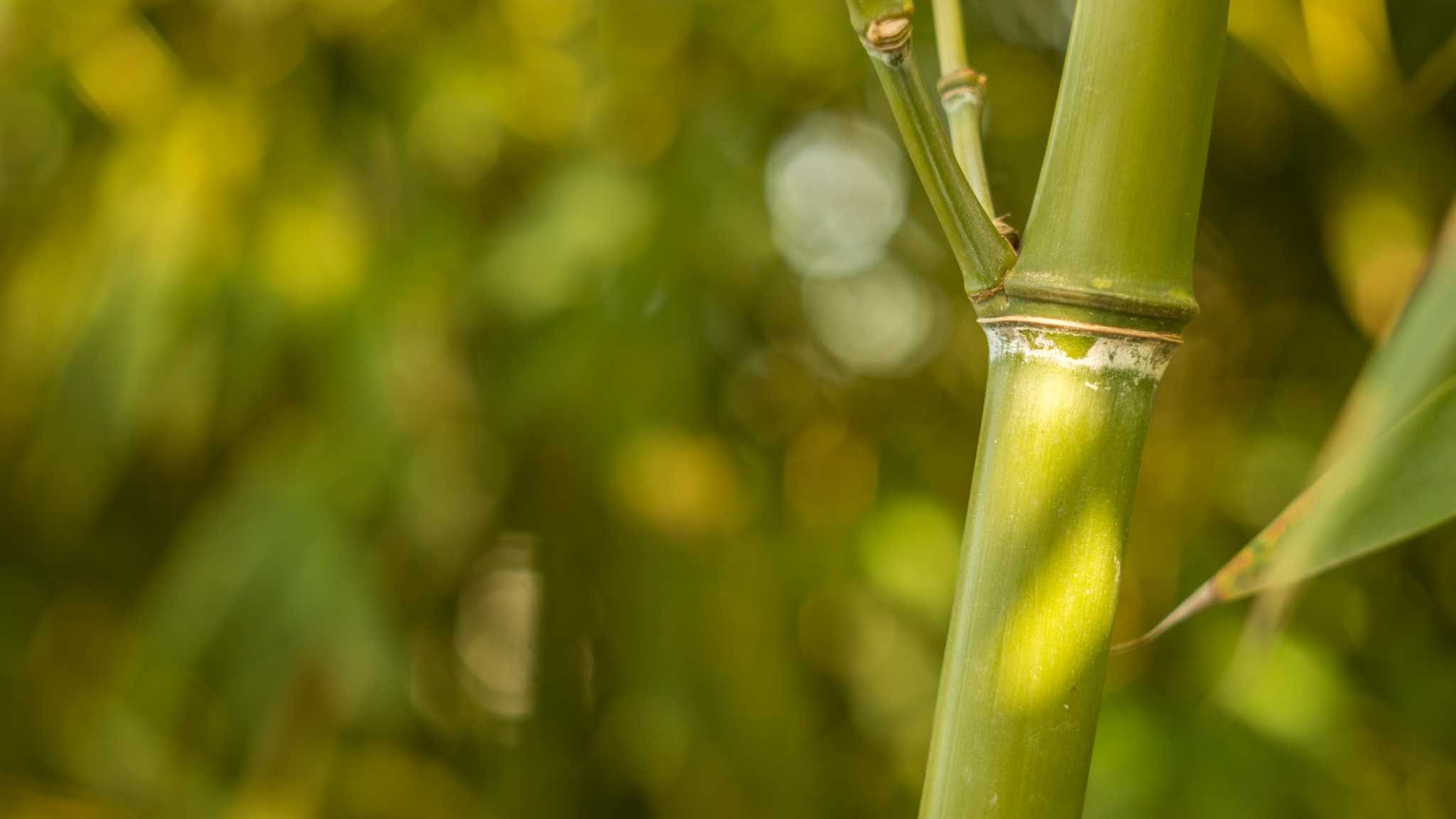 How To Grow Bamboo Cuttings