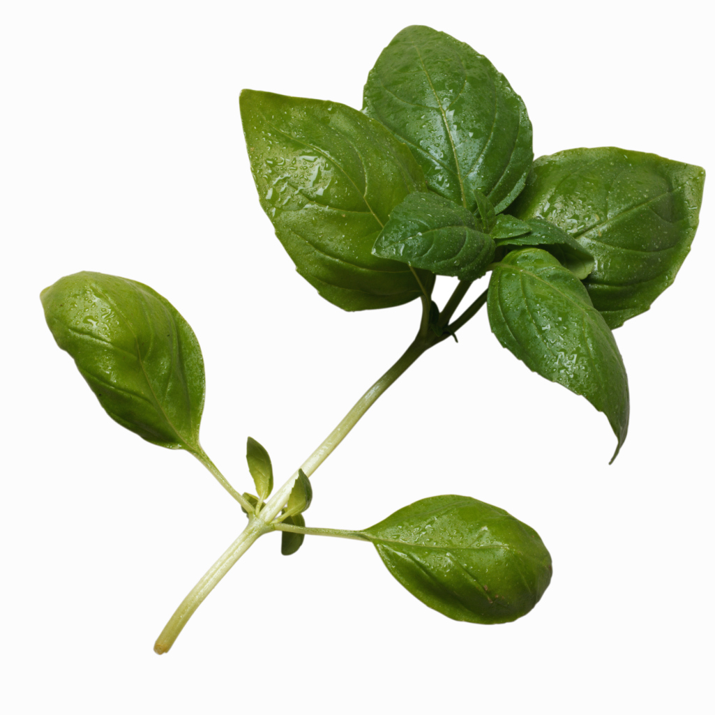 How to Grow Basil in a Terrarium