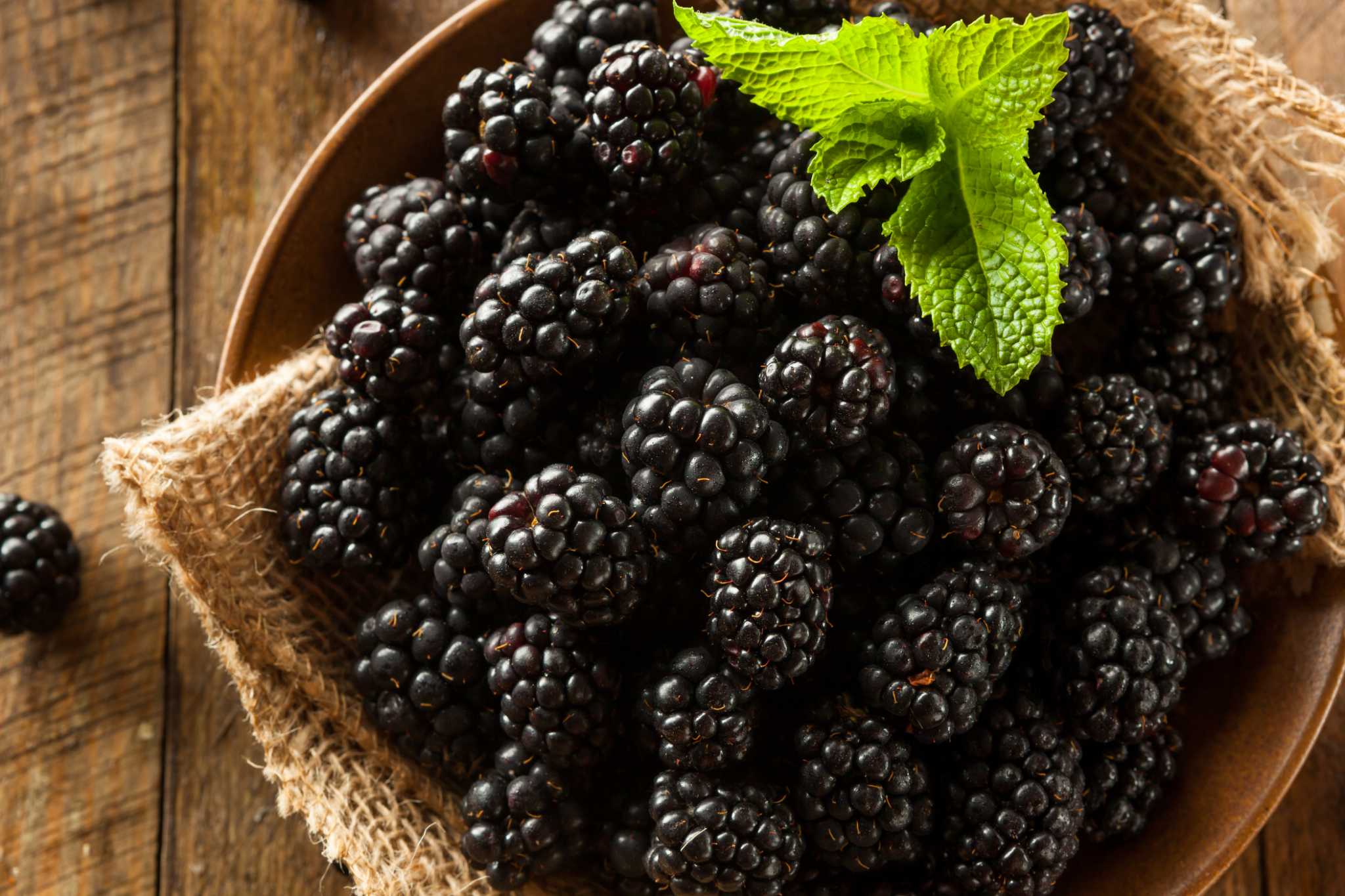 How to Grow Blackberries from Seeds