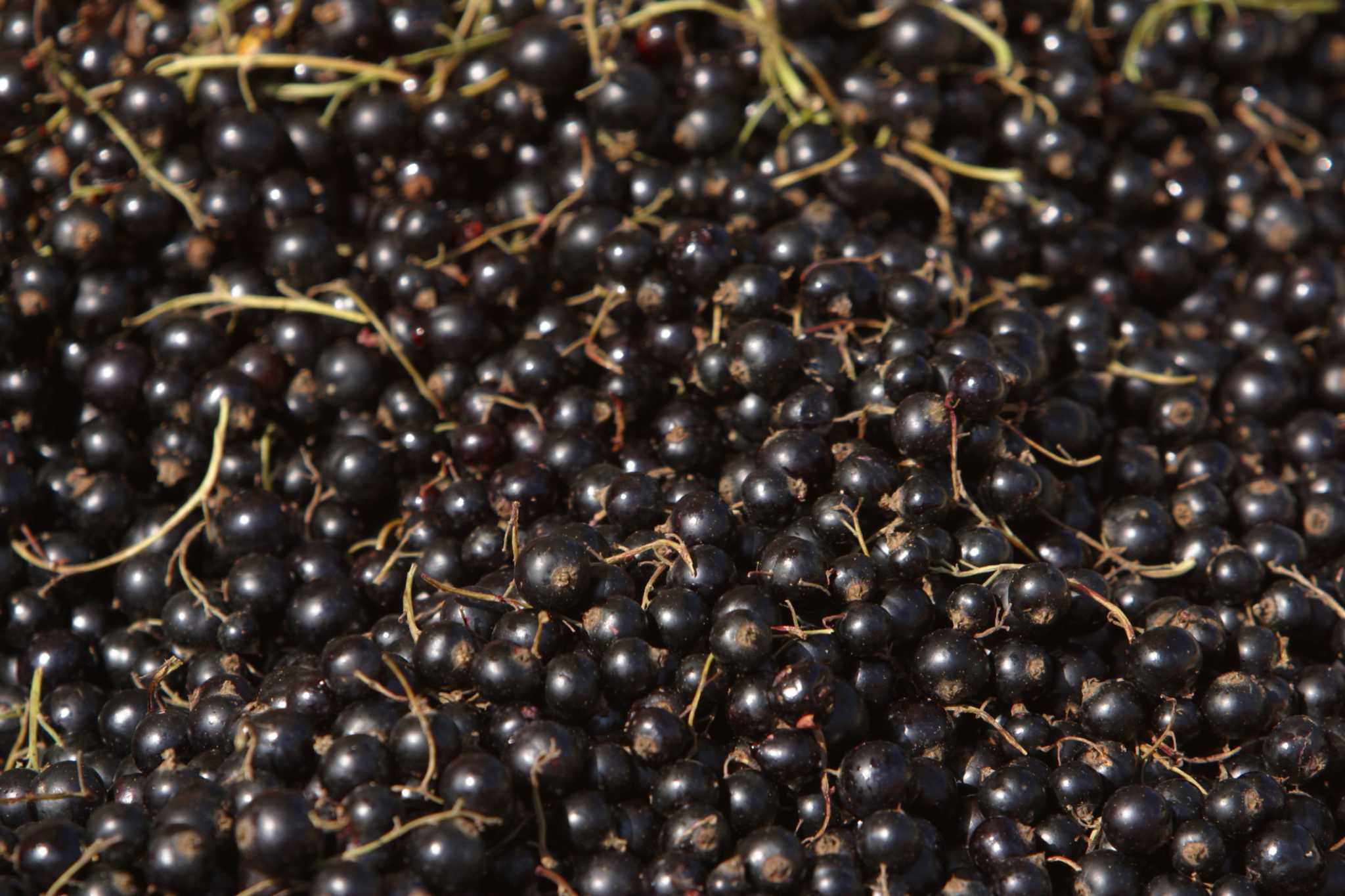 How to Trim an Elderberry
