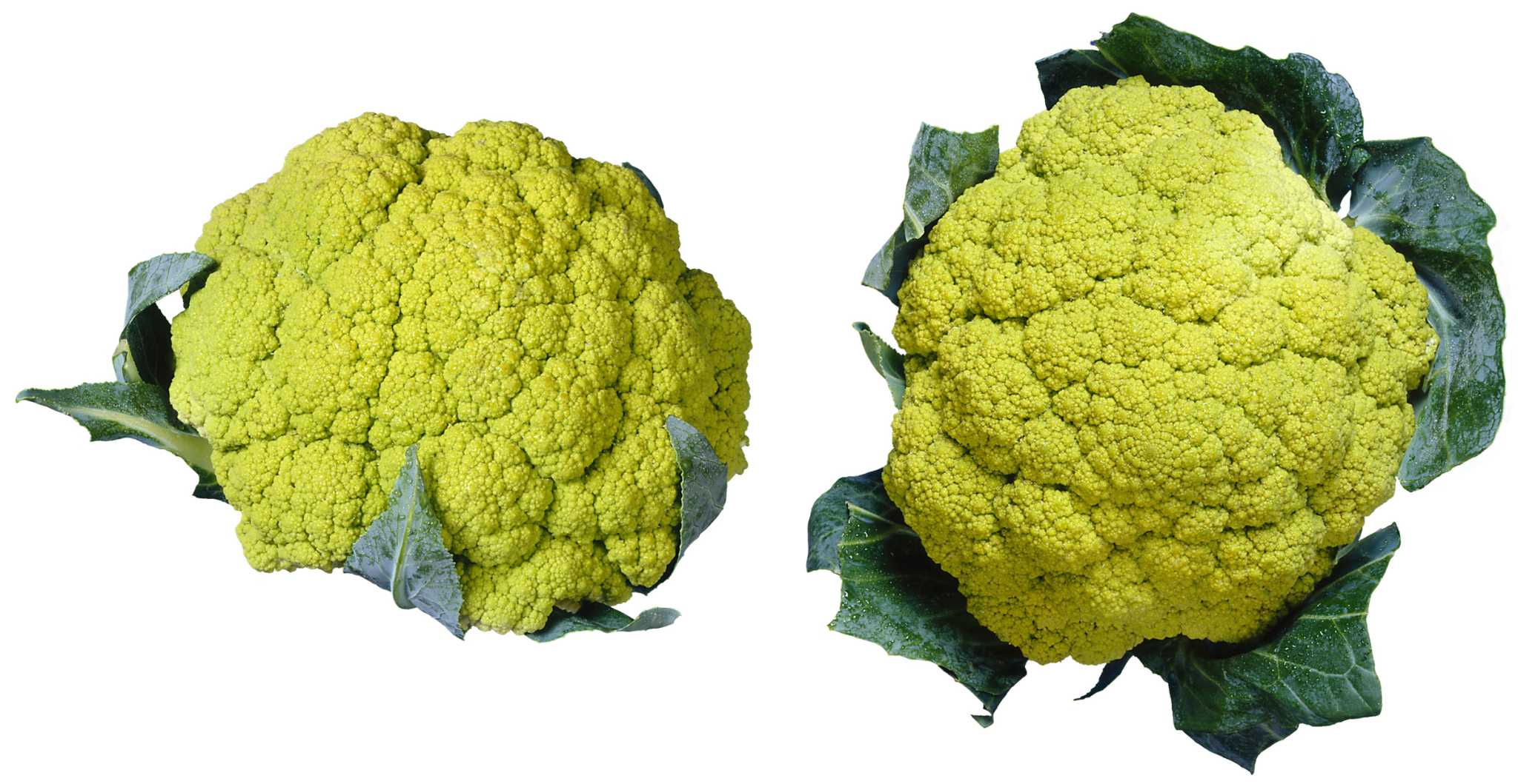 How to Grow a Broccoflower