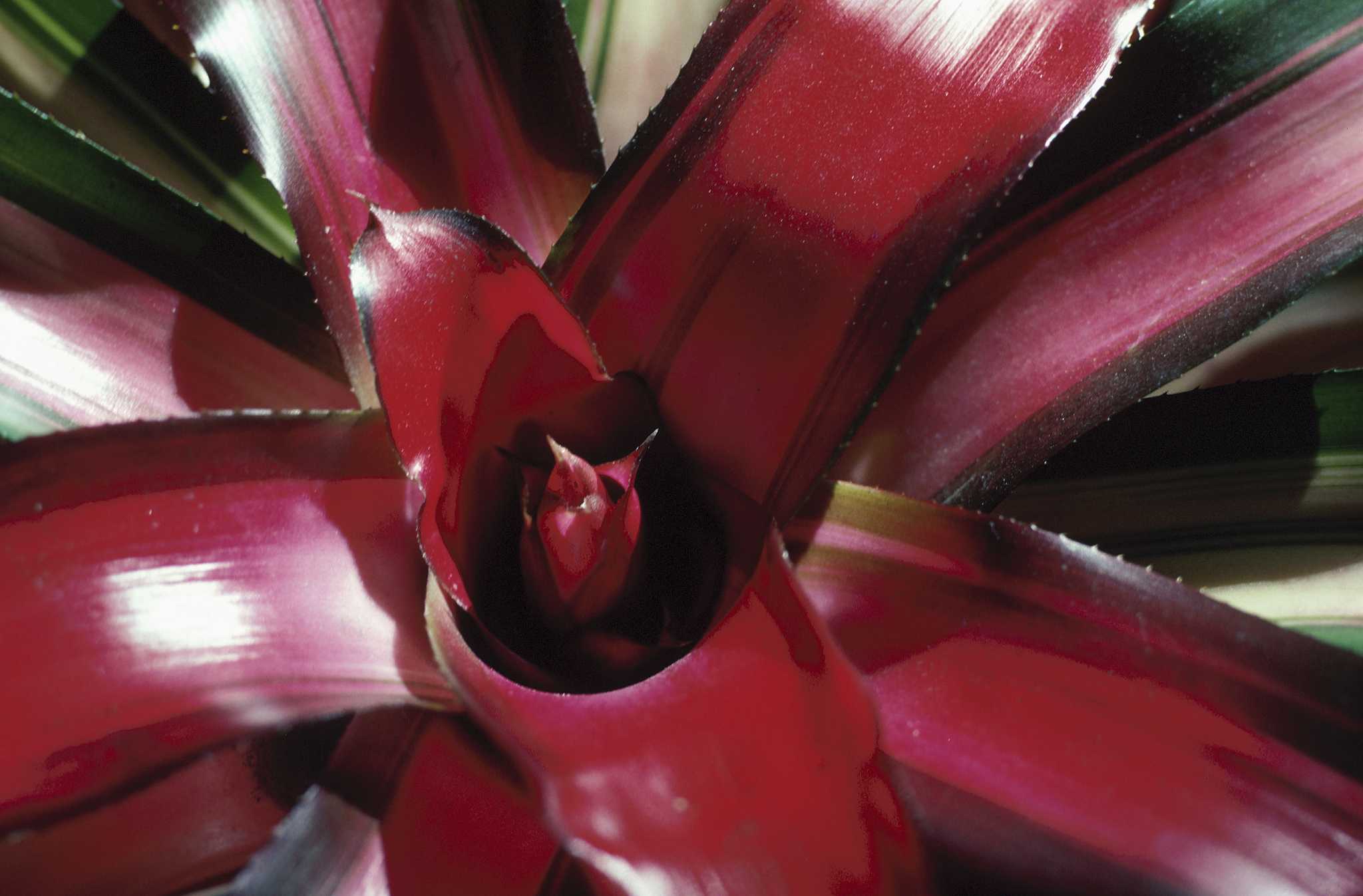 Orange Flowers for Shade