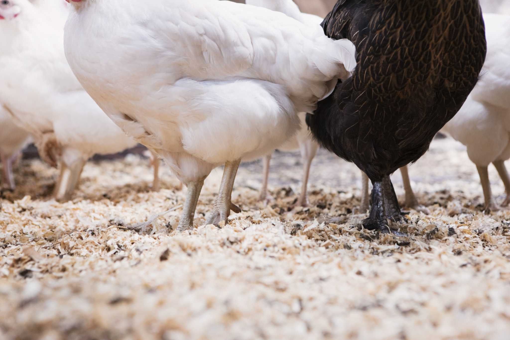 can-you-use-chicken-manure-for-fertilizer-for-potatoes