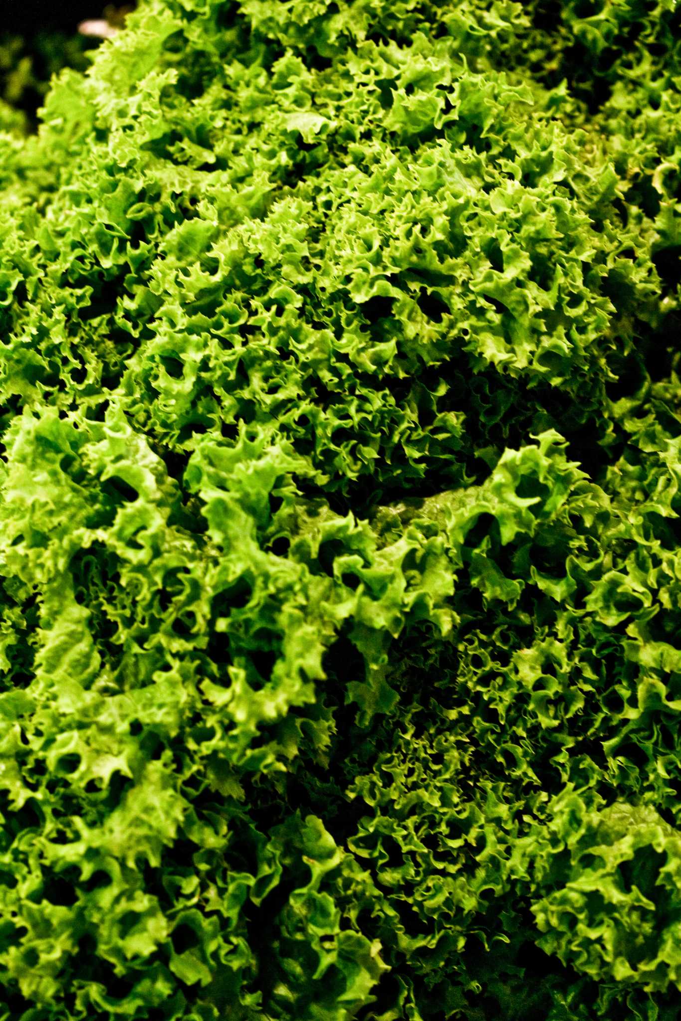 Kale Disease That Causes Yellowing & Thinning of Leaves