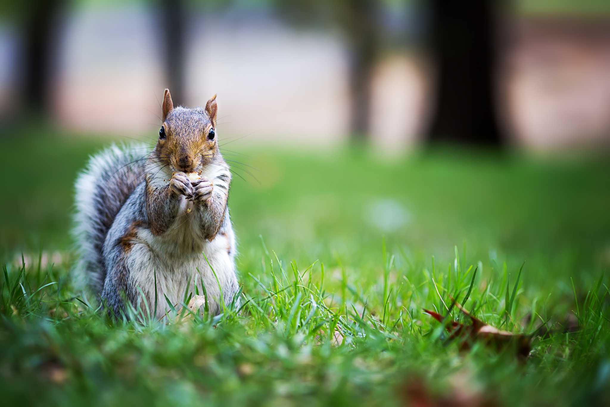 What Can You Use to Discourage Squirrels From Eating Your Hibiscus Plants?
