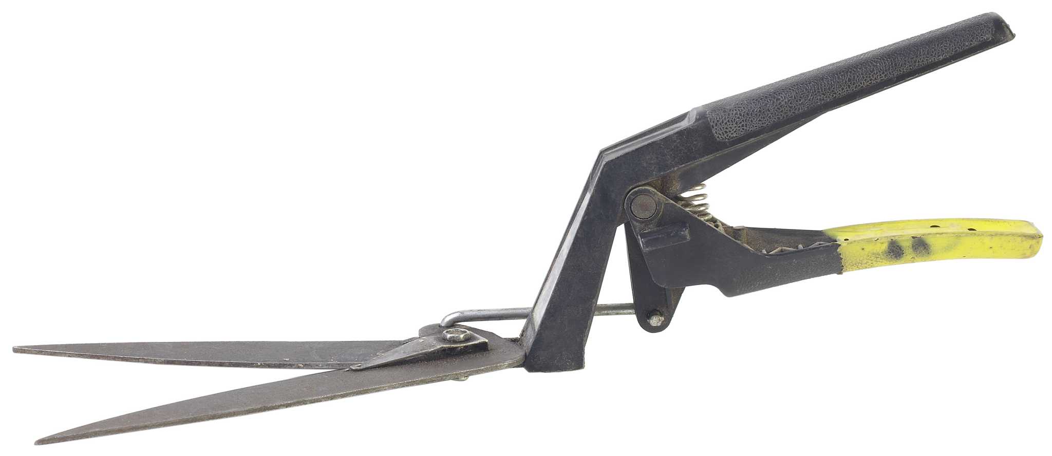 Can You Use Hedge Trimmers to Trim Knockout Roses?