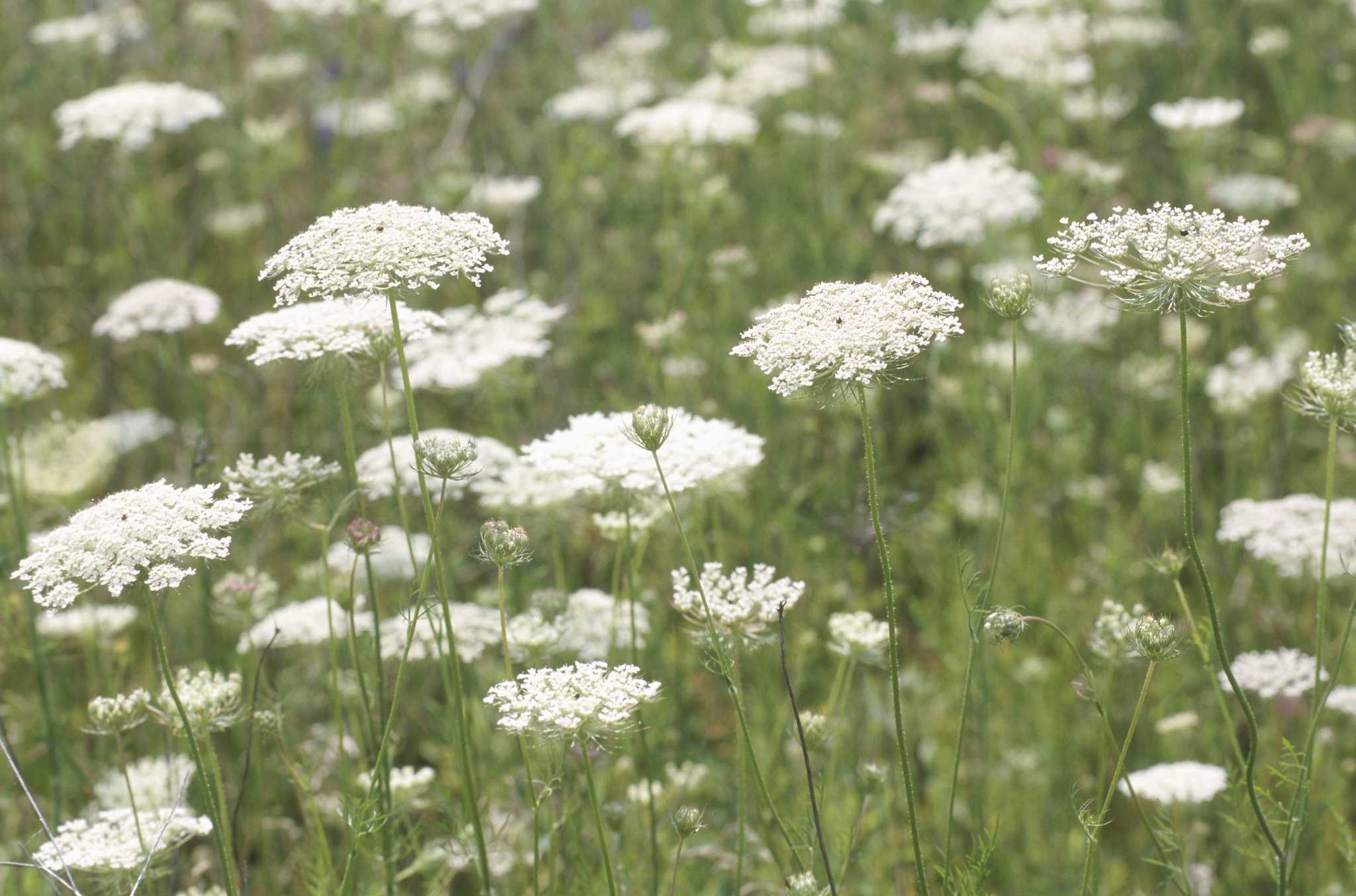 Queen Anne's lace is difficult to eradicate