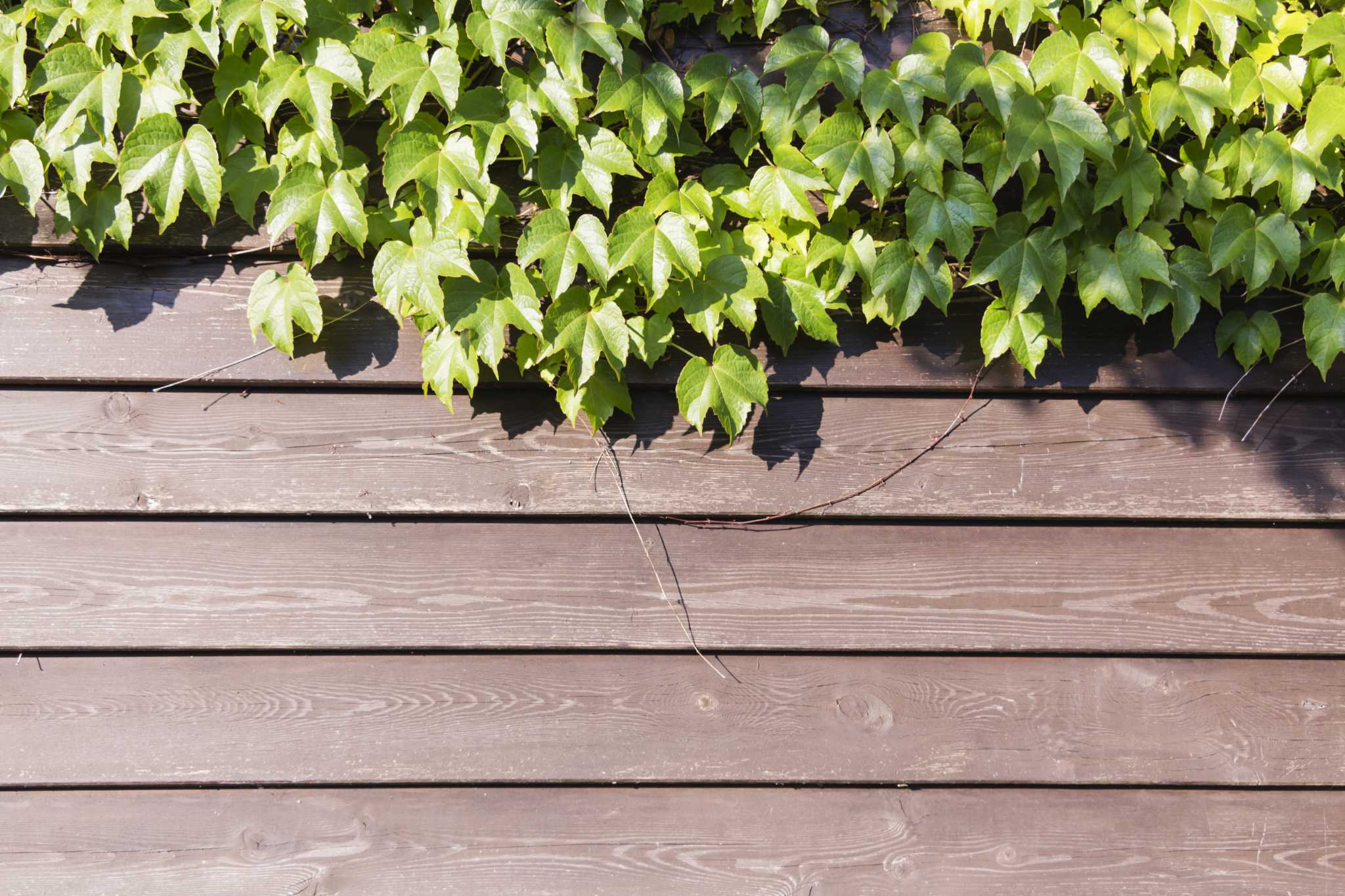 What Can You Use to Kill Vines That Grow on Your Fence?