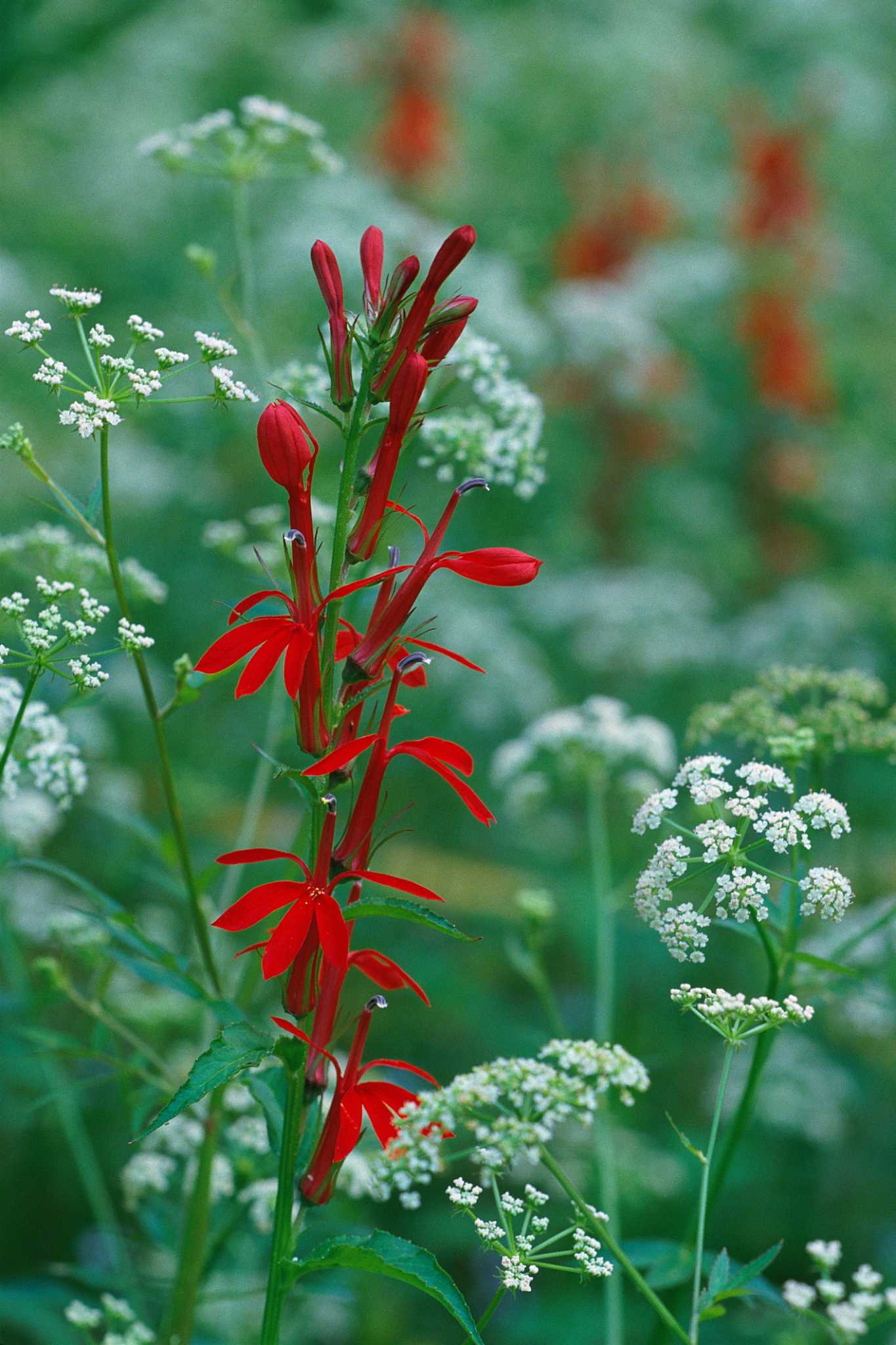 How to Grow Cardinal Flowers