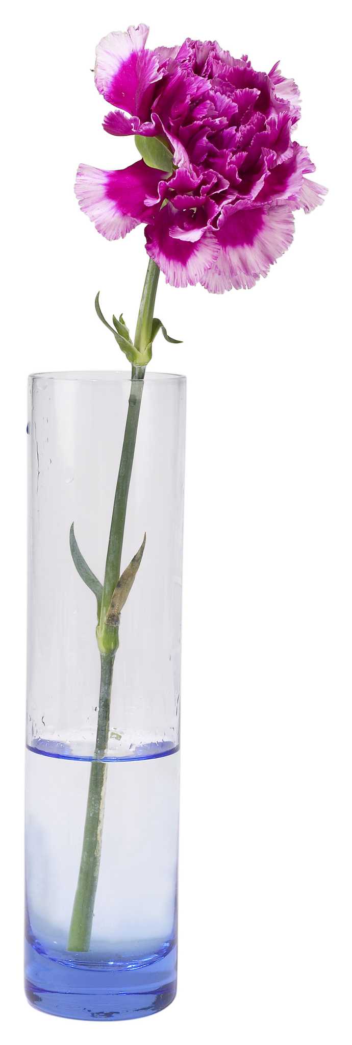 How Does the Everlast Flower Preservation Kit Work?