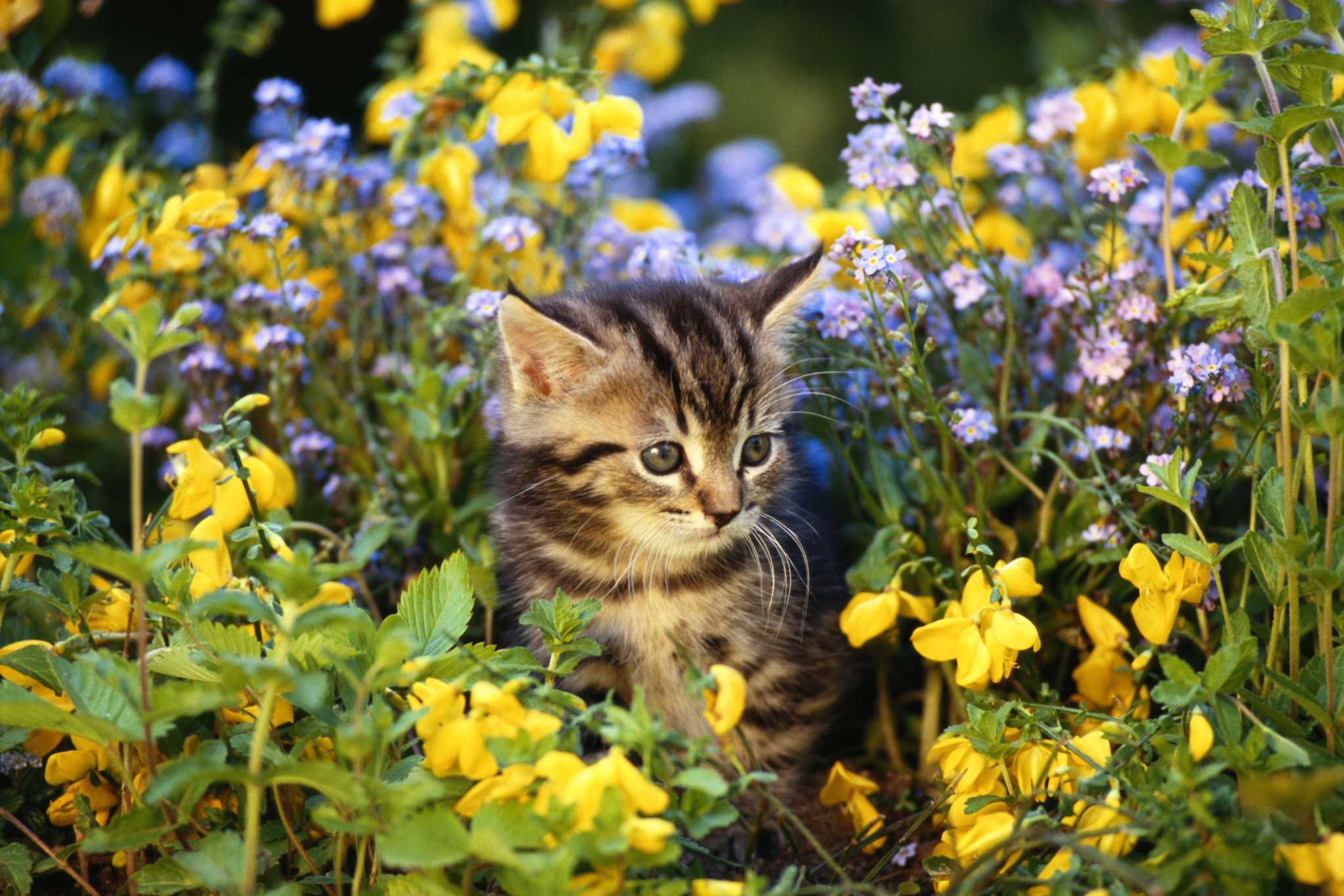 How to Stop Animals From Digging Mulch & Flowers