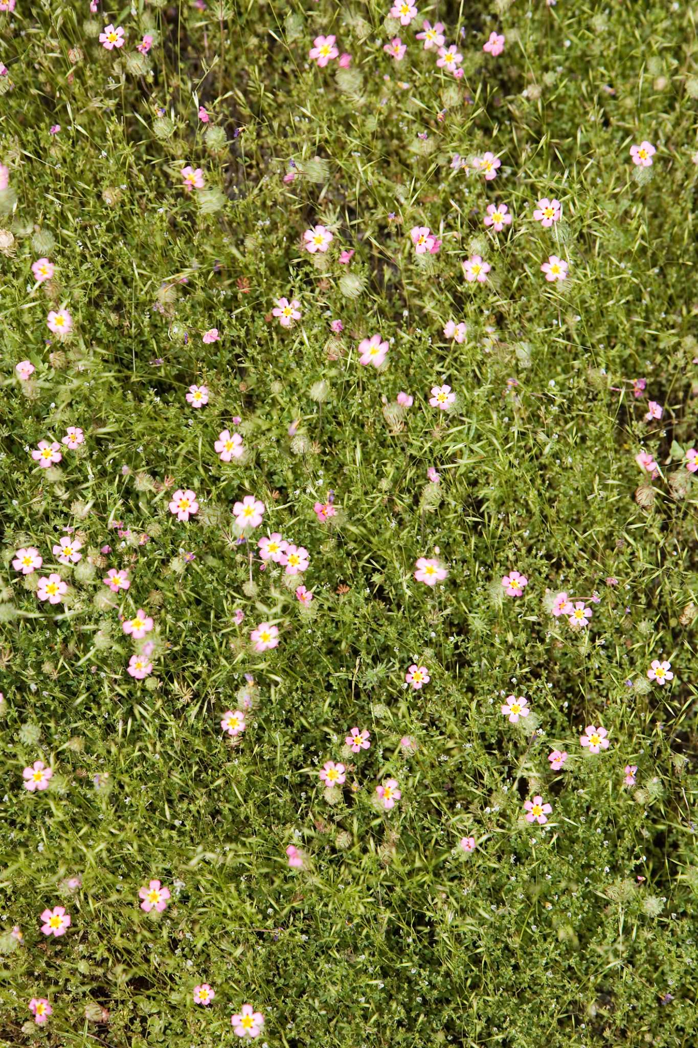 How to Kill Moss With Organic Iron Sulfate