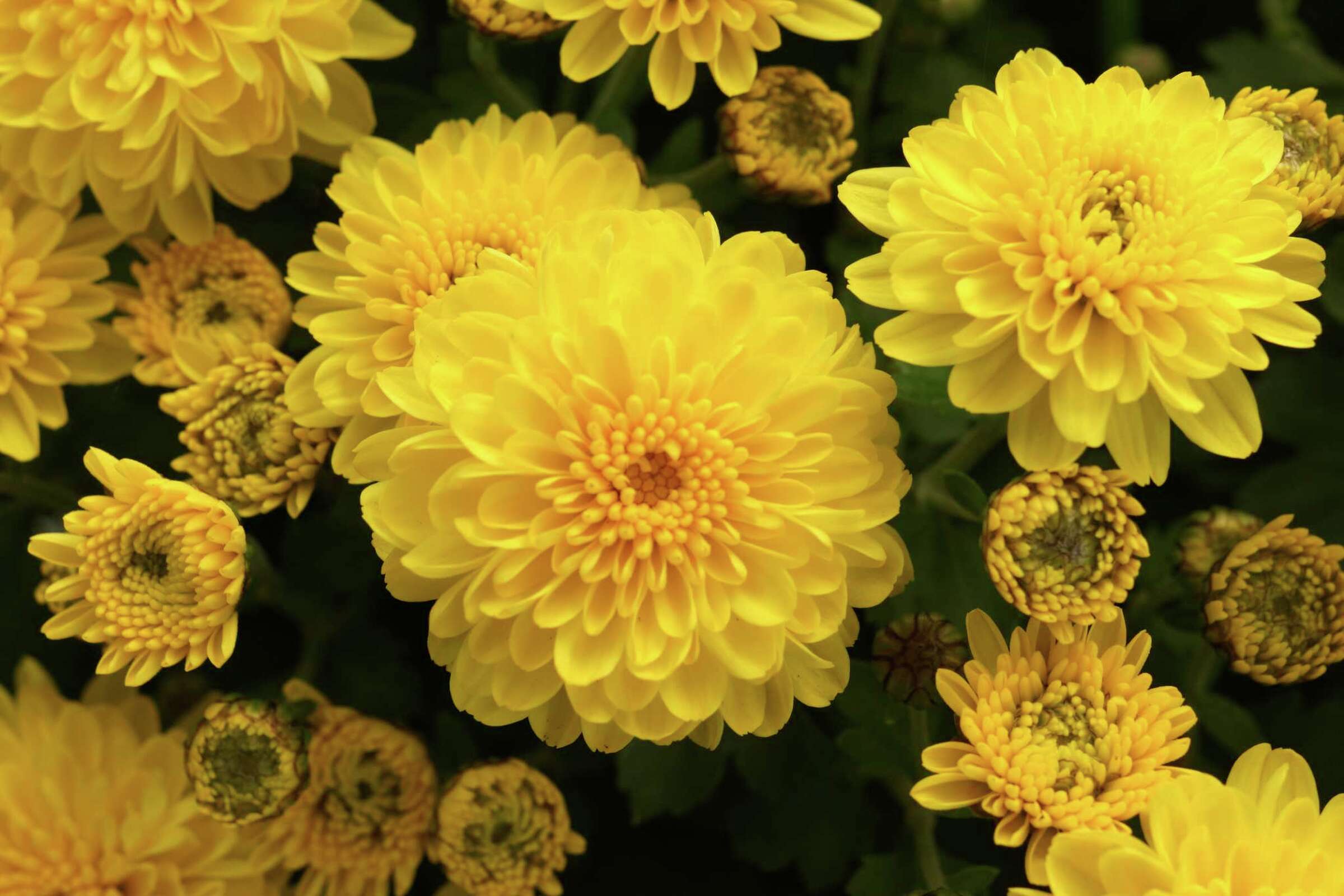 How to Grow Chrysanthemums From Cuttings