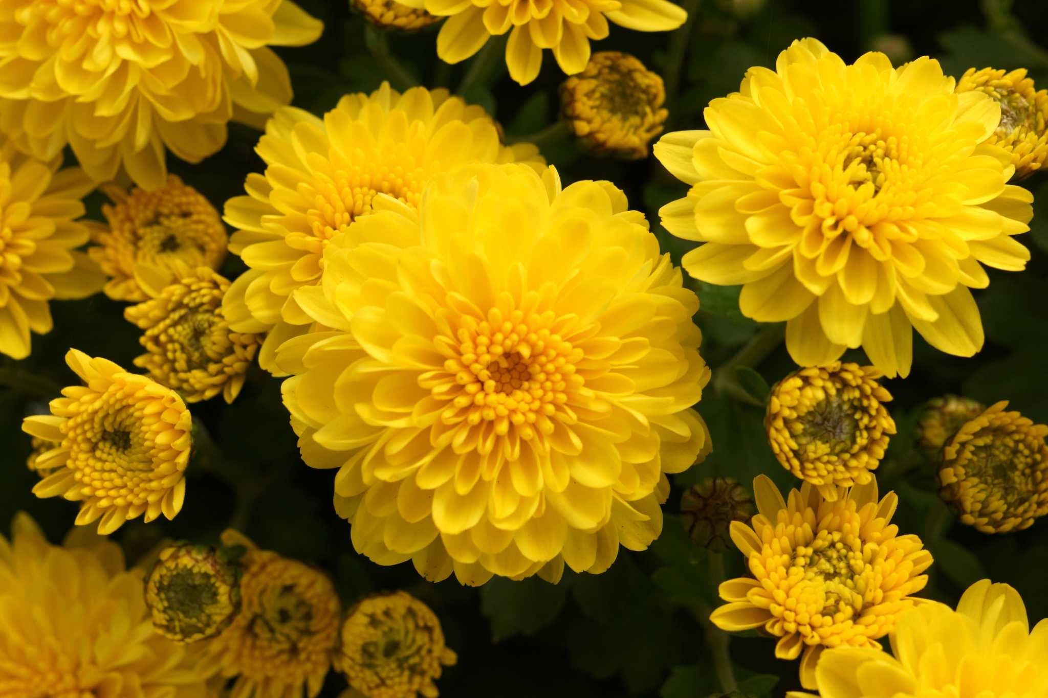 How Often Should You Water Mums?
