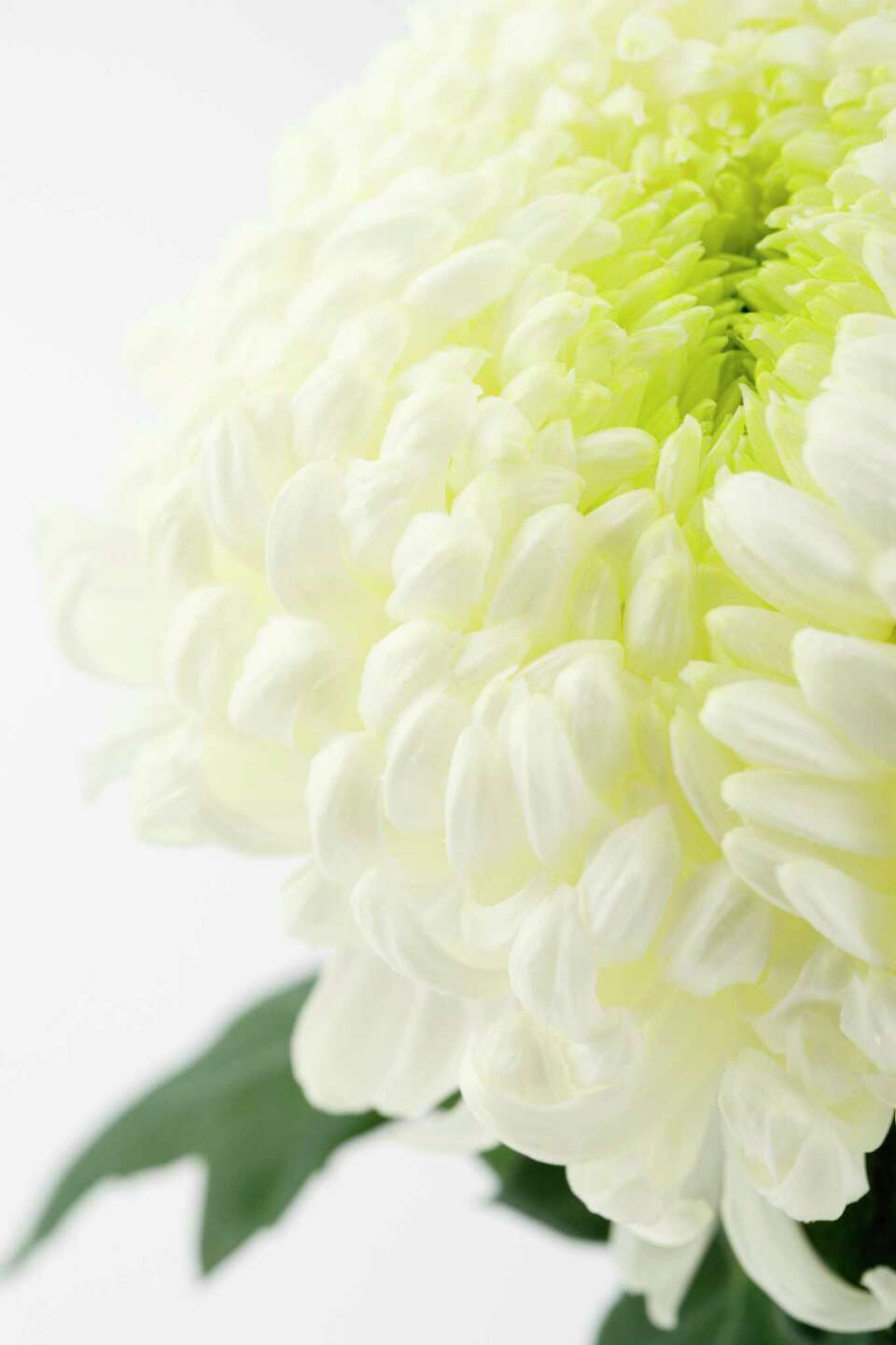 How to Grow Chrysanthemums in a Greenhouse