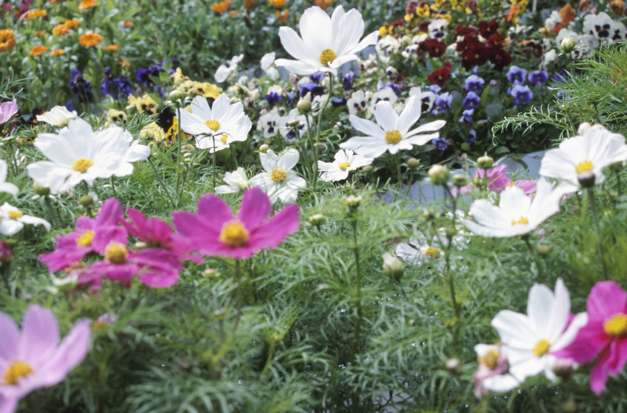 How to Grow Cosmos Sensation Seeds