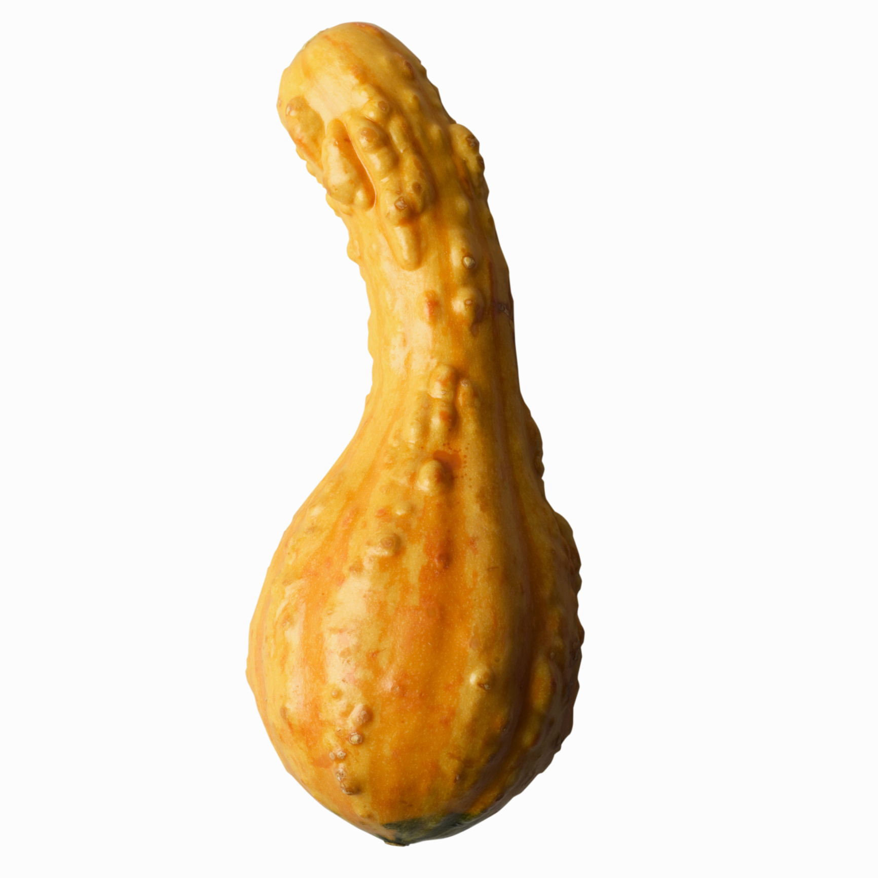 How to Harvest Crookneck Squash