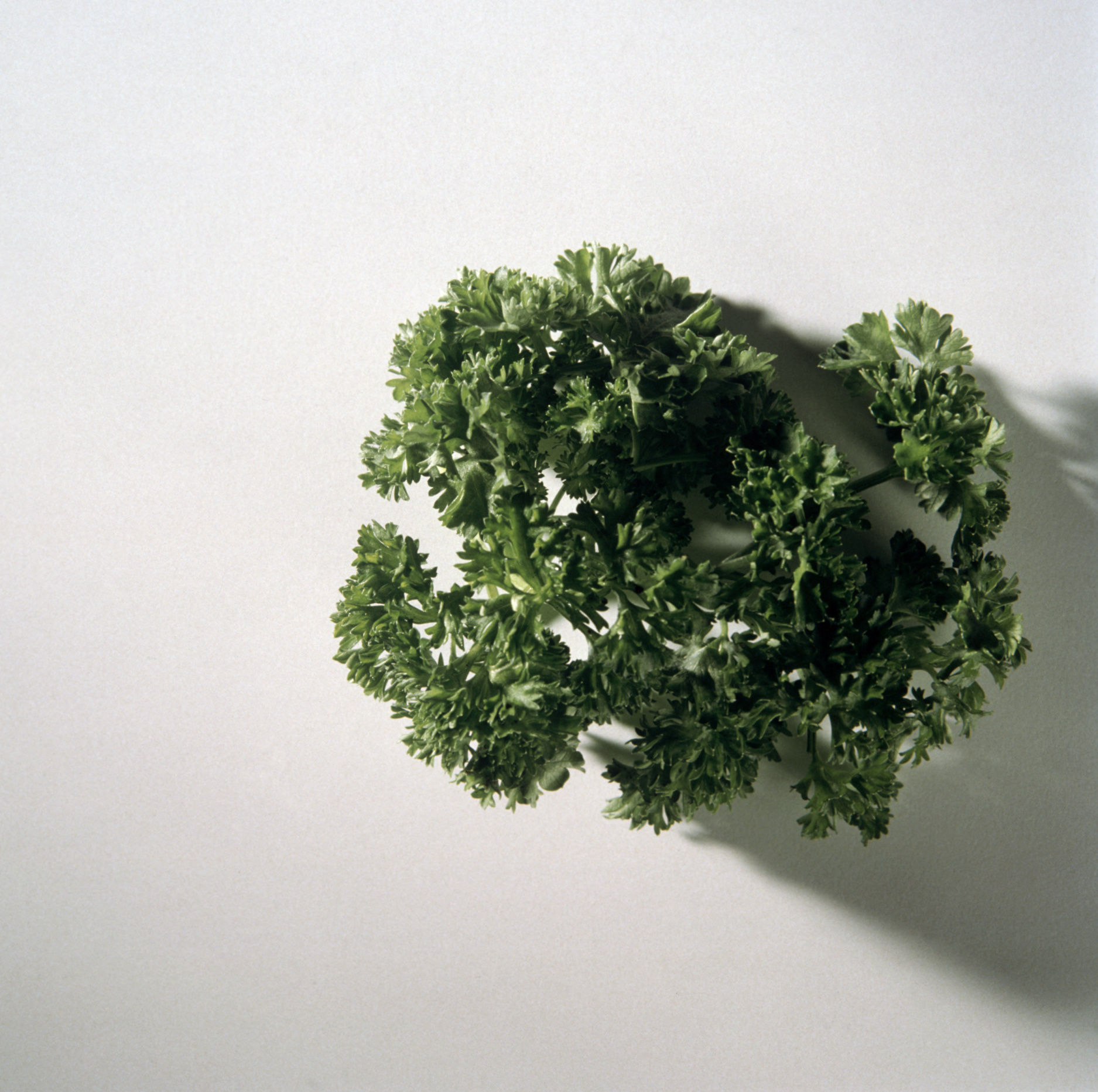 How to Grow Curly Parsley